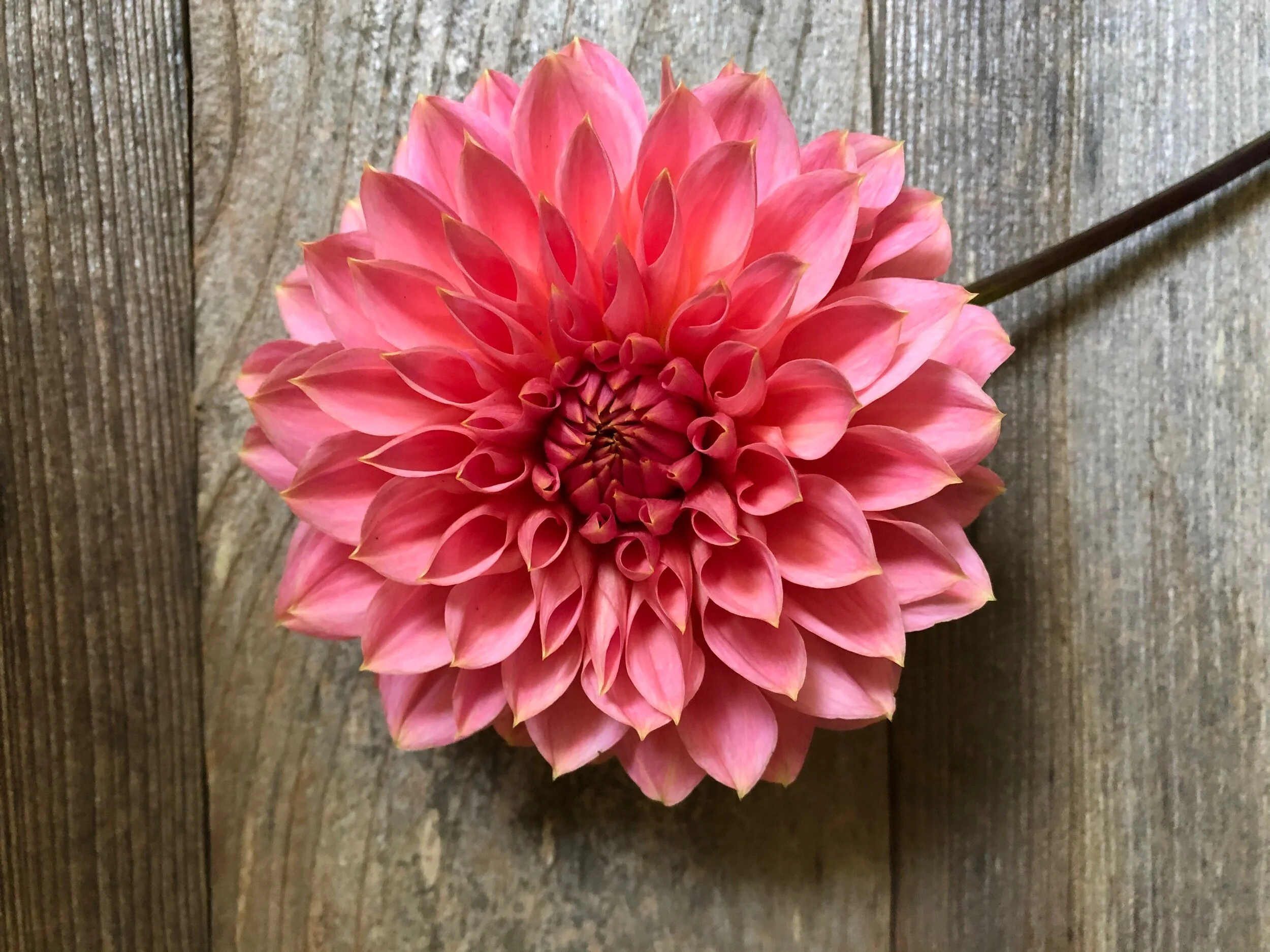 40C7B8B4-CE17-4819-BC4E-8EE2365020D7