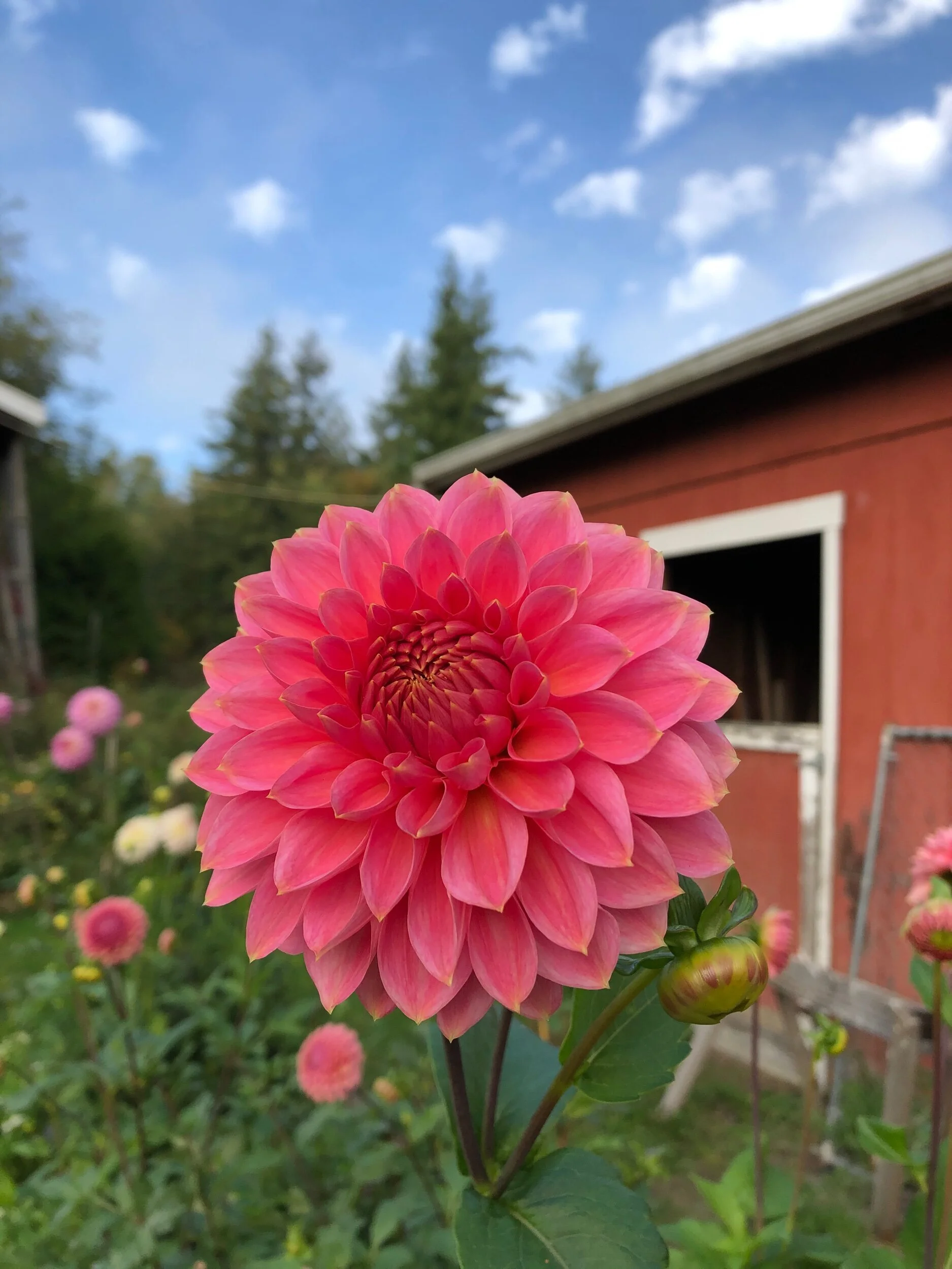 CD61D50A-0B51-4A92-95E6-A8DBB789C00B