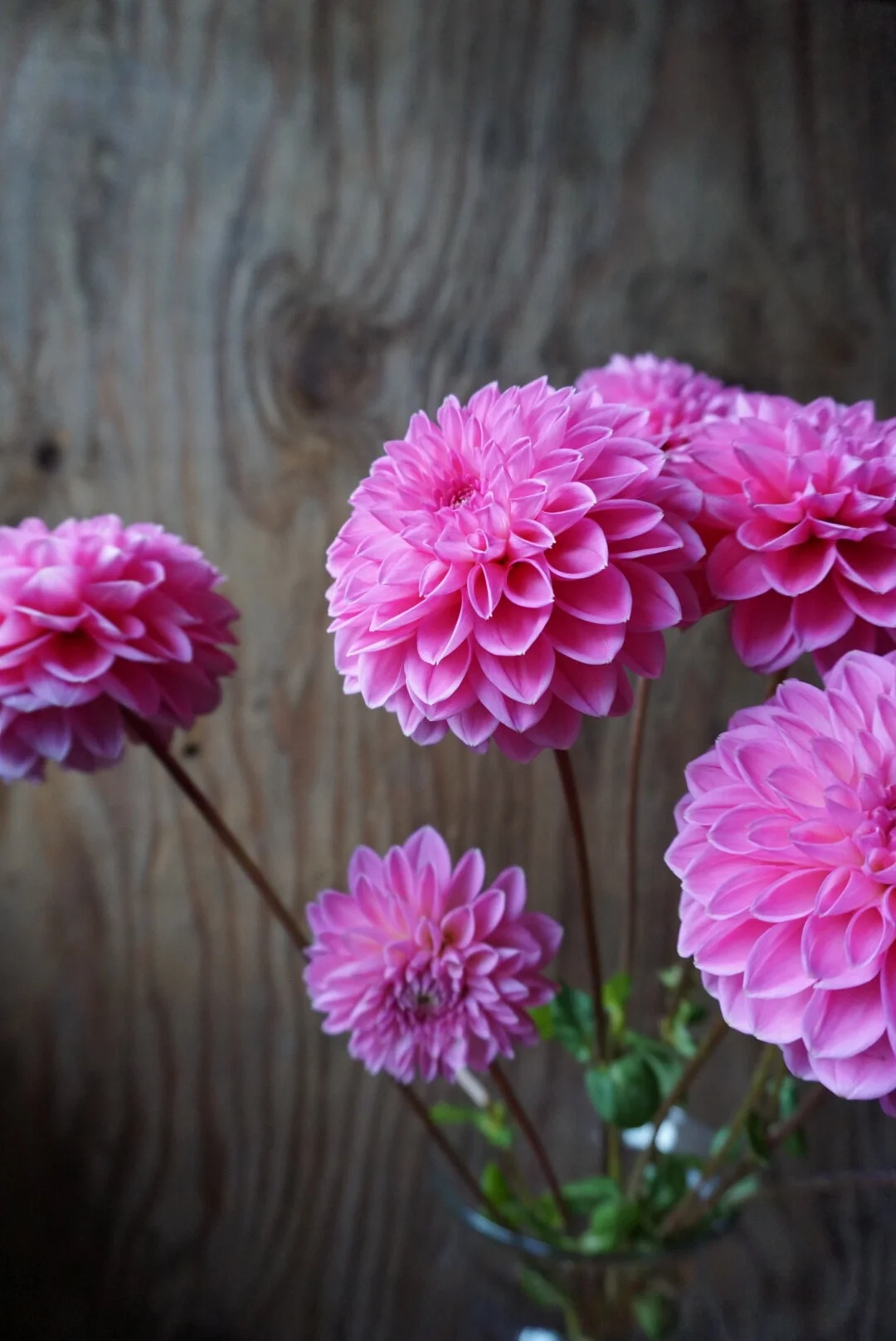 Goldie Gull Dahlia — Kamille&rsquo;s Flowers