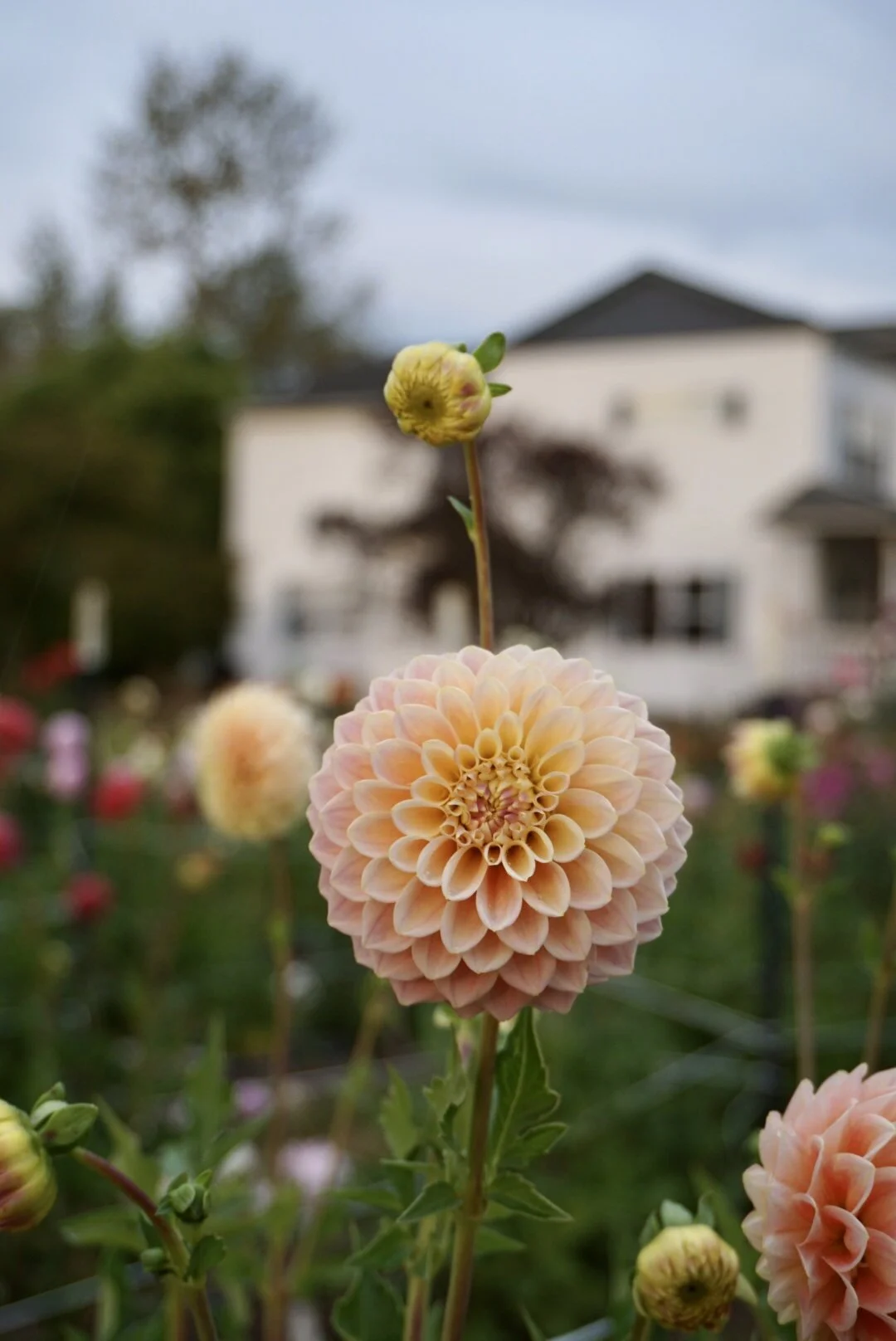 Goldie Gull Dahlia — Kamille&rsquo;s Flowers