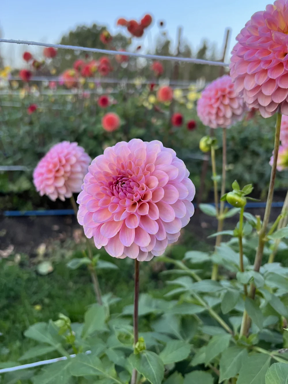 Hamari Rose (MB-PK) — Kamille's Flowers