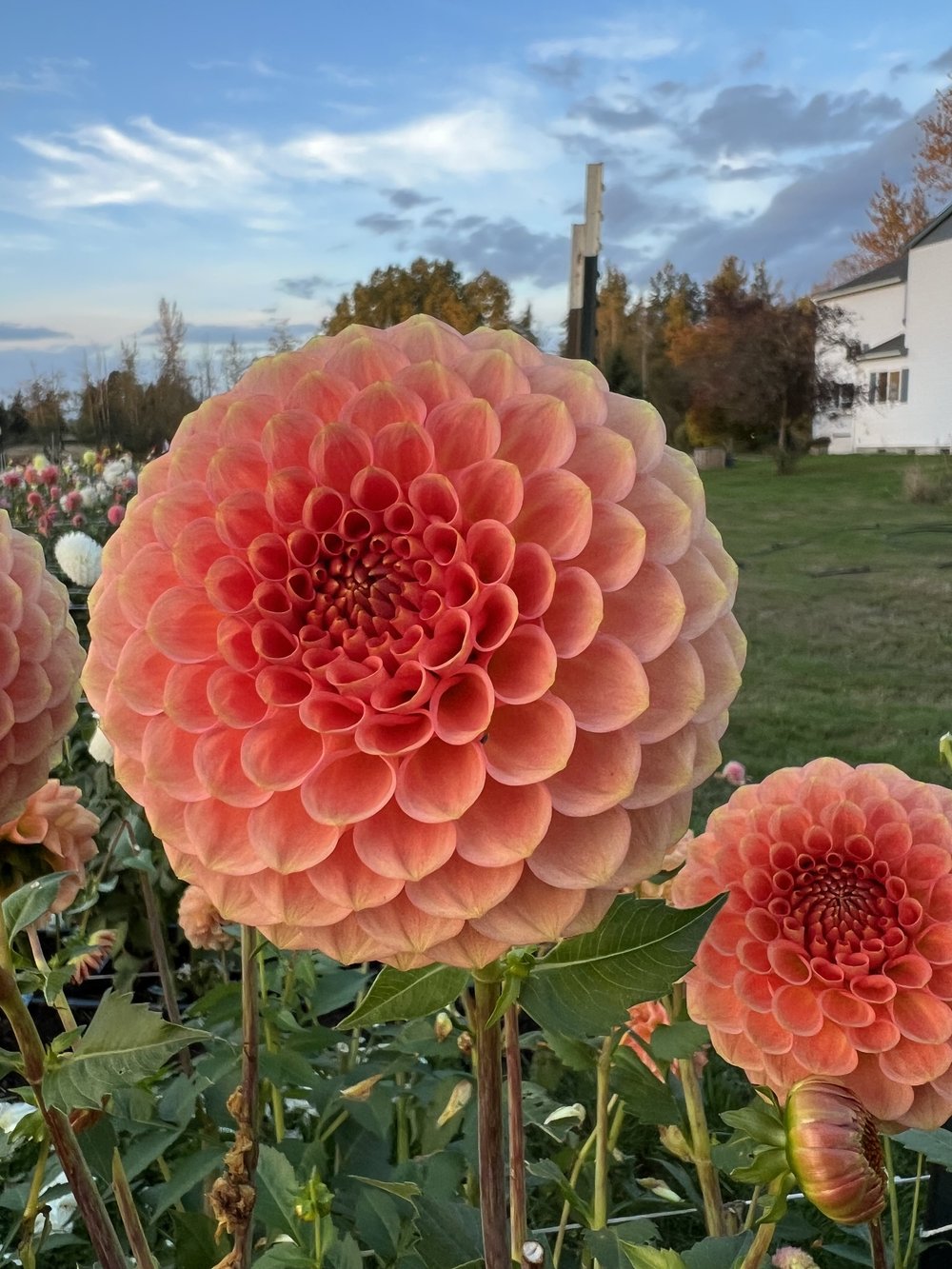 20th Ave Softer Peach (BB-FD-PK) — Kamille's Flowers