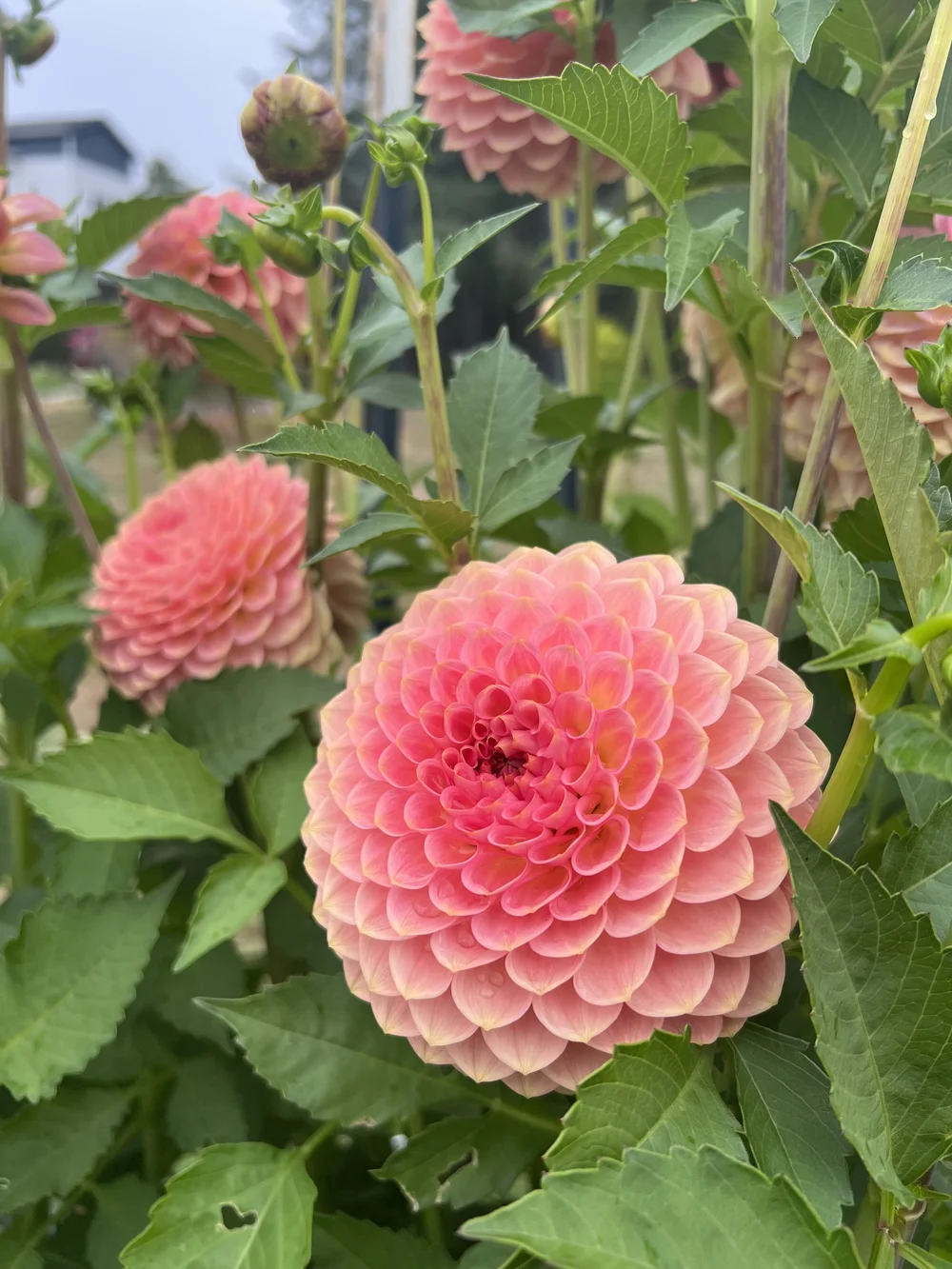 20th Ave Softer Peach (BB-FD-PK) — Kamille's Flowers