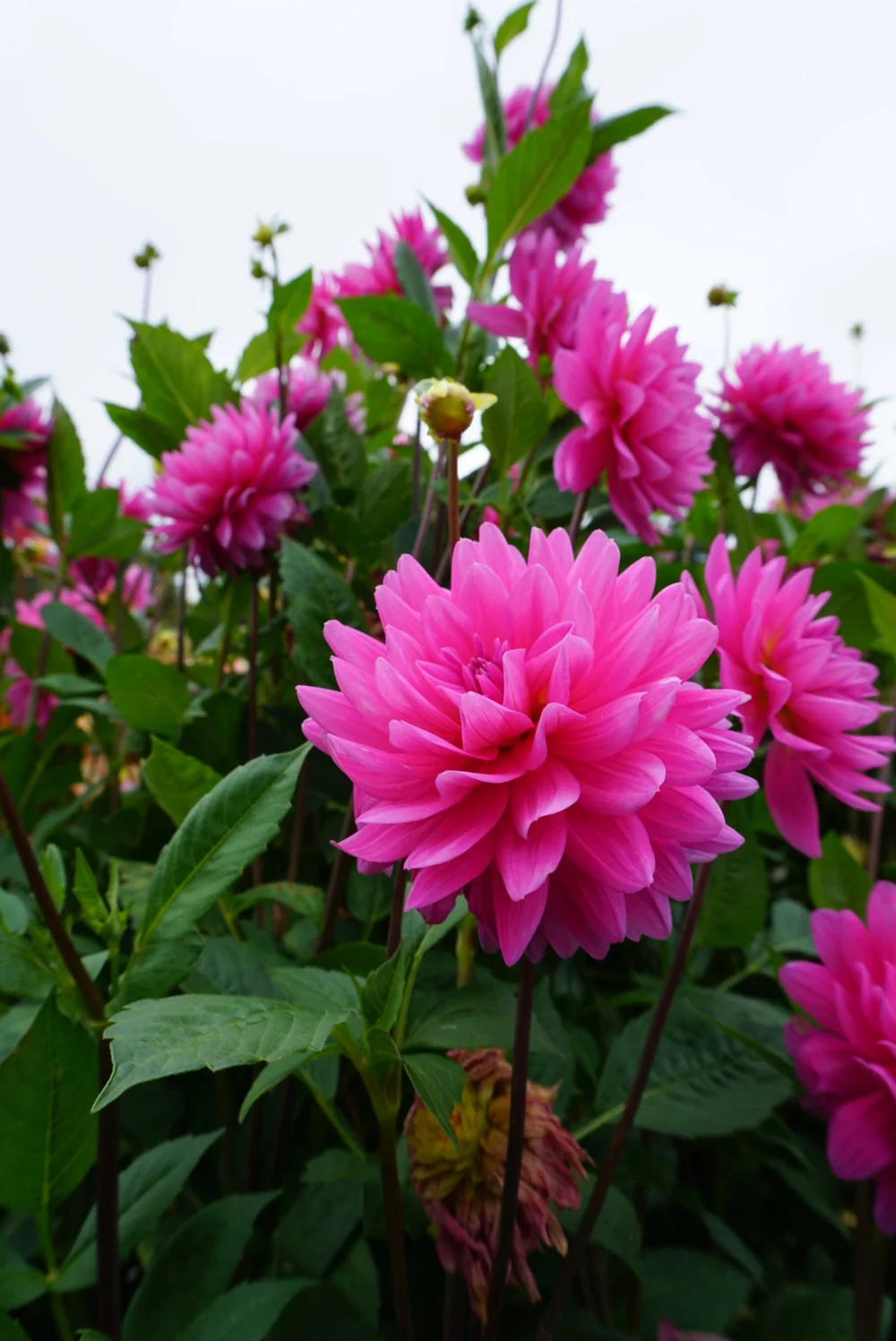 Hollyhill Sweet 16 dahlia tuber, waterlily dahlia — Kamille's Flowers