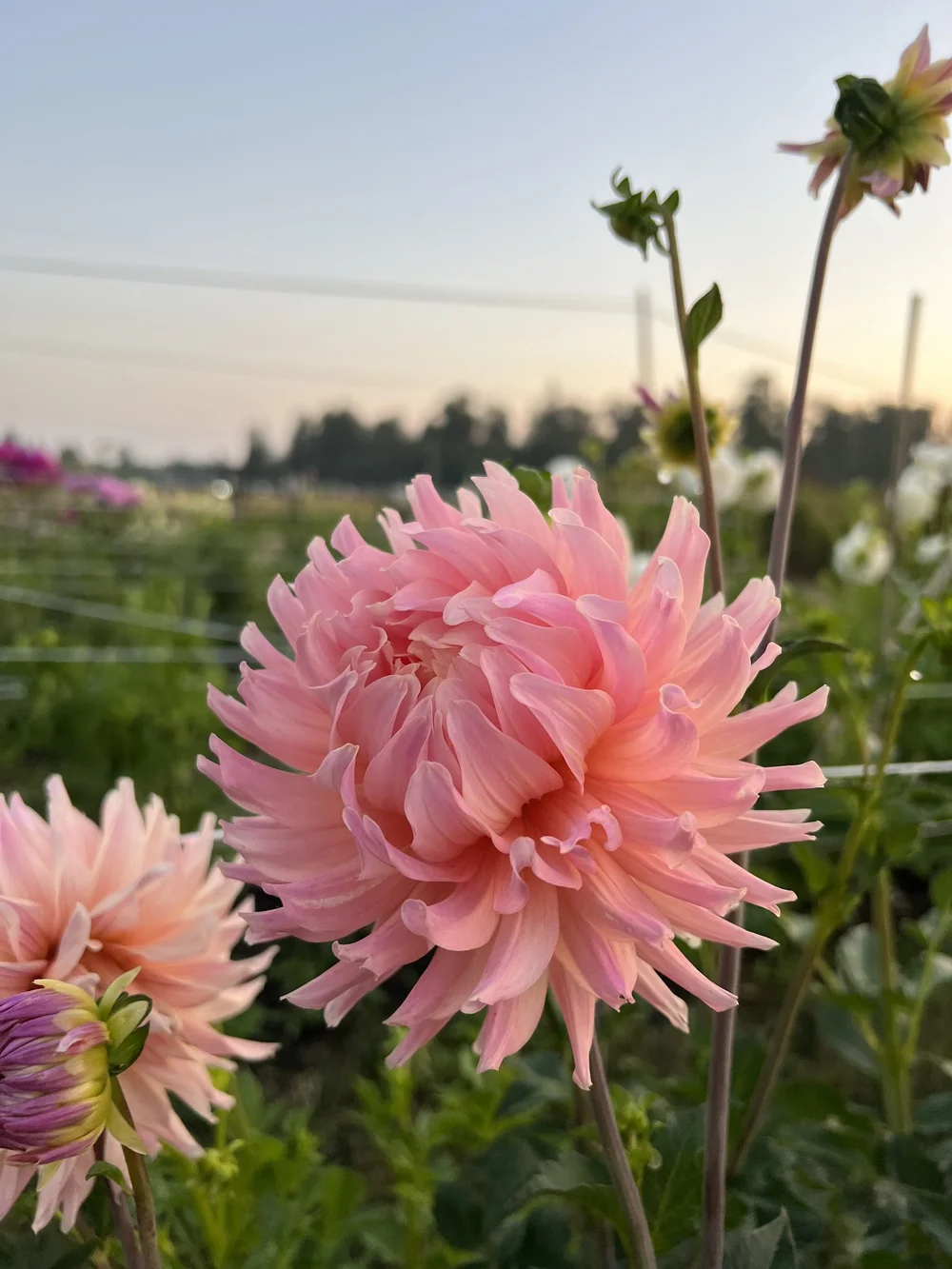 Ferncliff Cameo dahlia shop. — Kamille's Flowers