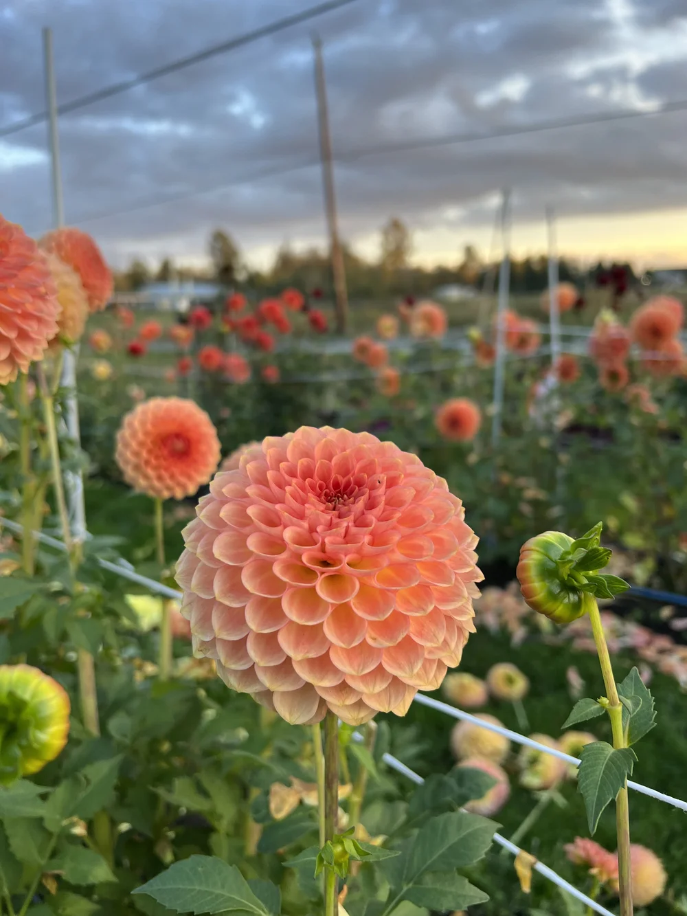 ⭐︎LIFEWAVE アラビダトリオ⭐︎ peach.k111様 20th Ave Softer Peach (BB-FD-PK) — Kamille's Flowers