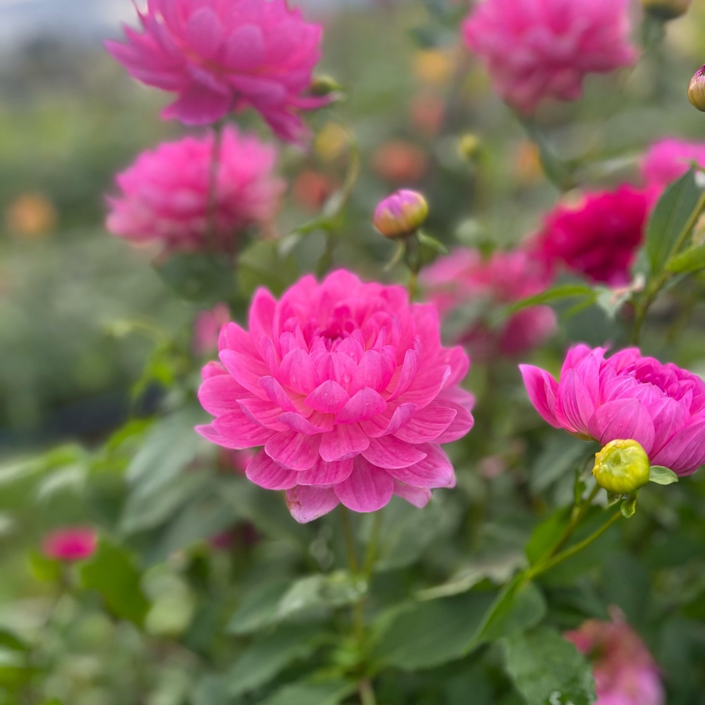First year seedling moving on to a second year. I&rsquo;m falling more in love with waterlilies. 

#kamillesflowers #dahliaseedlings #dahliahybridizing #dahlias #dahliasofinstagram