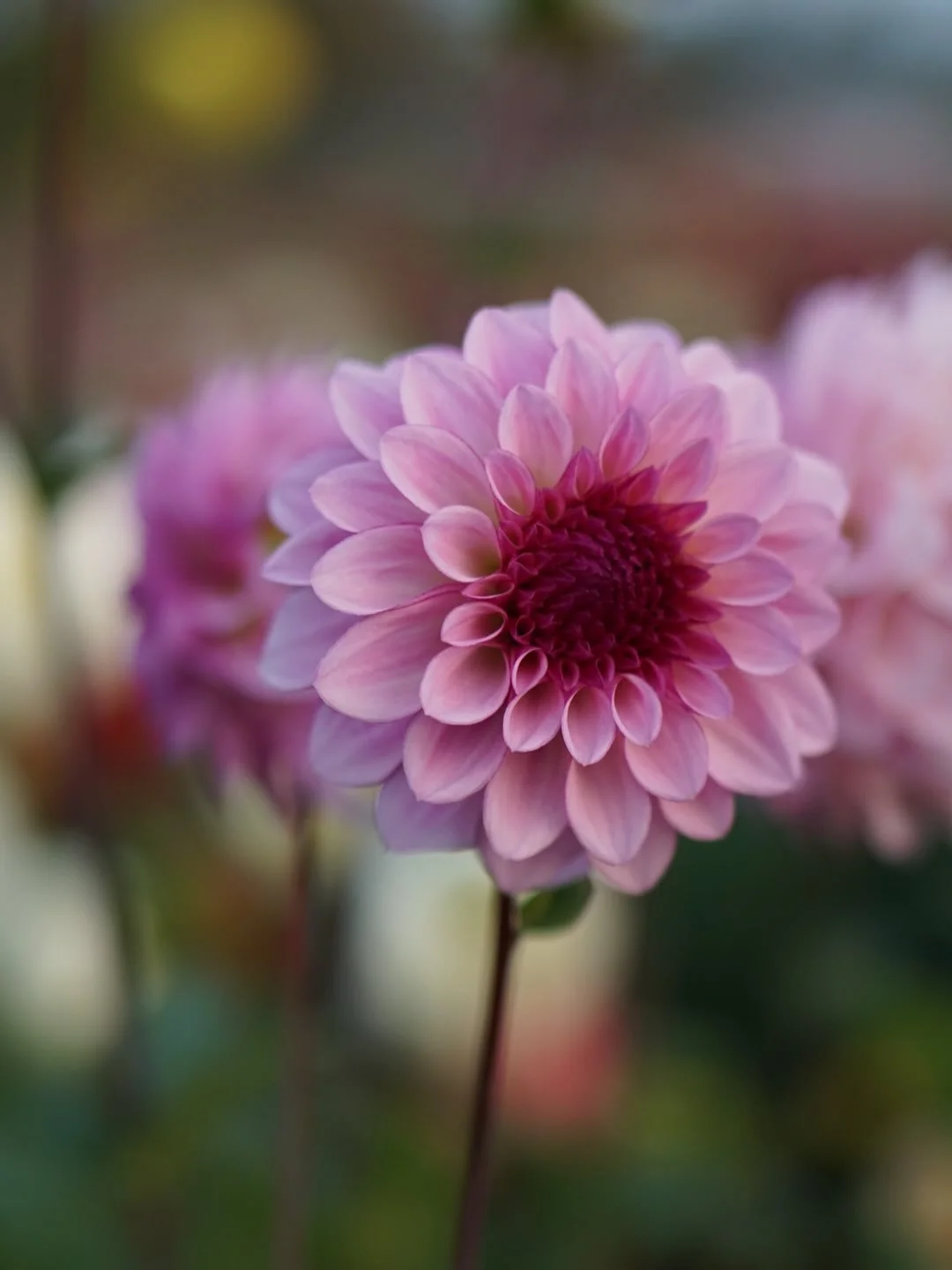 I have quite a few third year dahlia seedlings in the lavender &amp; violet color. This one is moving on toward year four where I hope to build up stock to release in 2027.