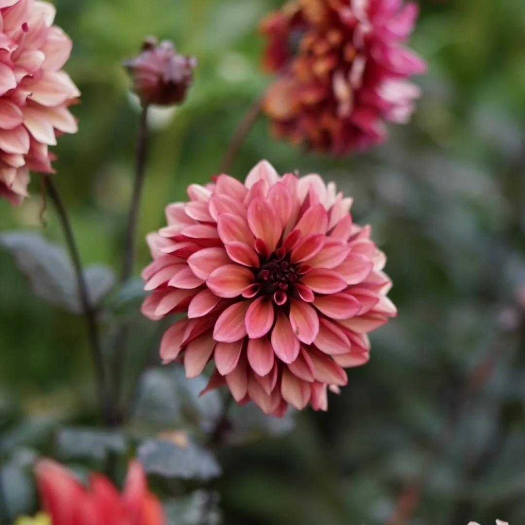 Series of dahlias from the season.

1. Night Silence
2. Miss Brandy 
3. Sandia Flirt
4. Formby Crest
5. Camano Cade W
6. Kamille&rsquo;s Shortcake