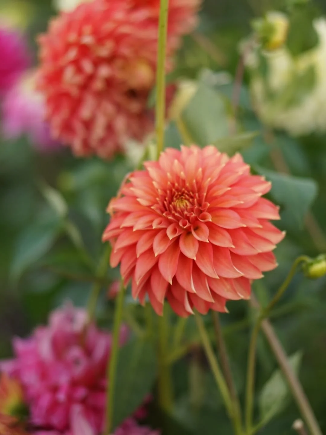 Some first year seedlings