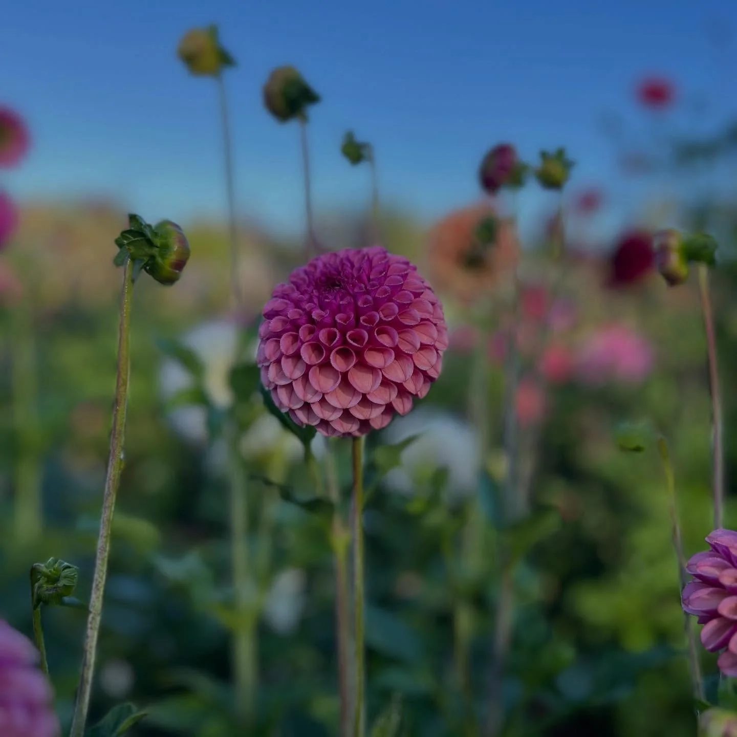 This is a first year seedling I did NOT keep. From the side view it had potential but once I looked at the center, it had a bigger pinhole. This meant the petal count wasn&rsquo;t high enough. I was a bit bummed, but quickly got over it and moved on.