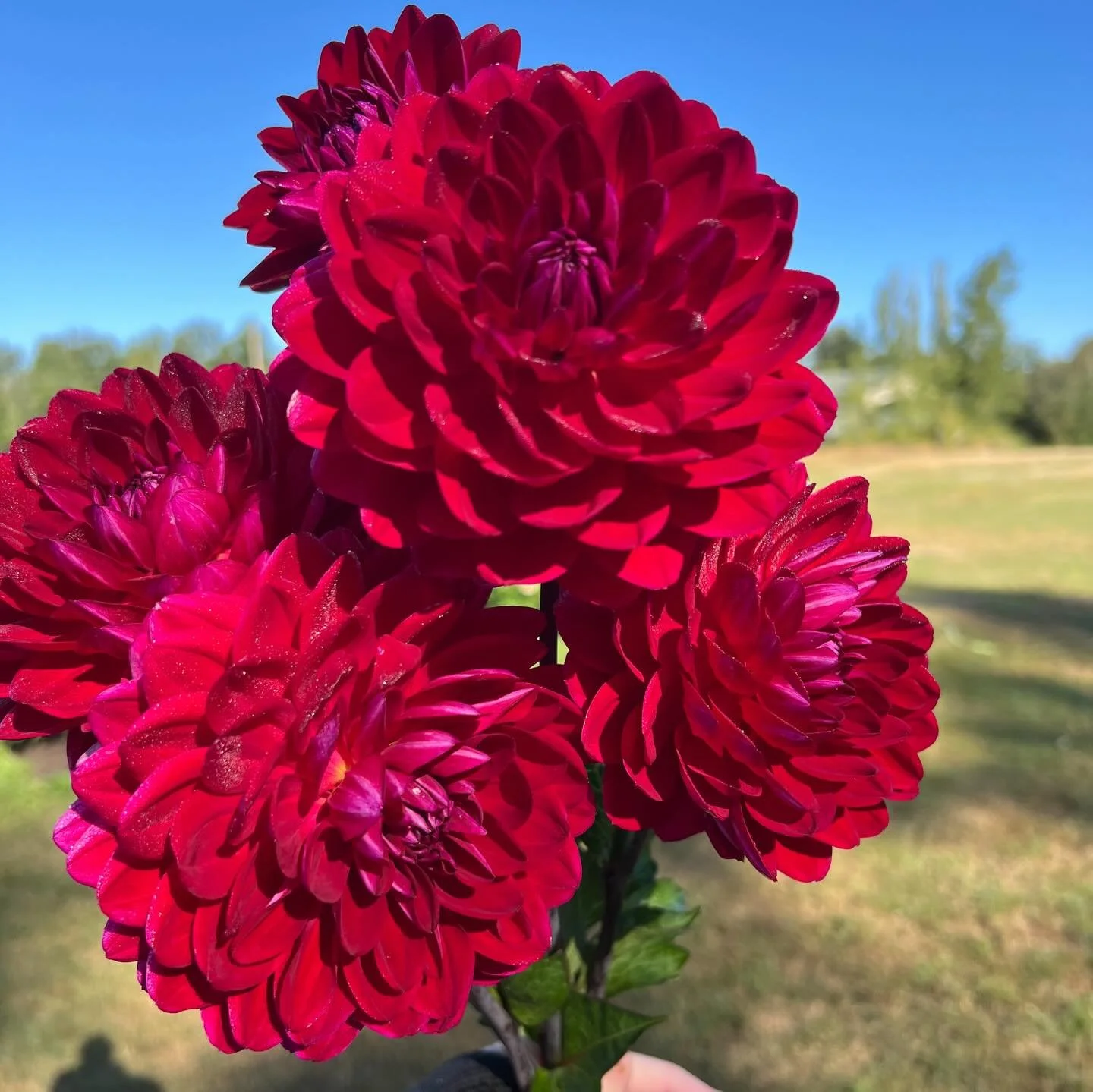 Another second year seedlings moving towards moving towards a third year with its nice red coloring and waterlily form. I&rsquo;m really looking forward to seeing how many of these seedlings progress into their third year.