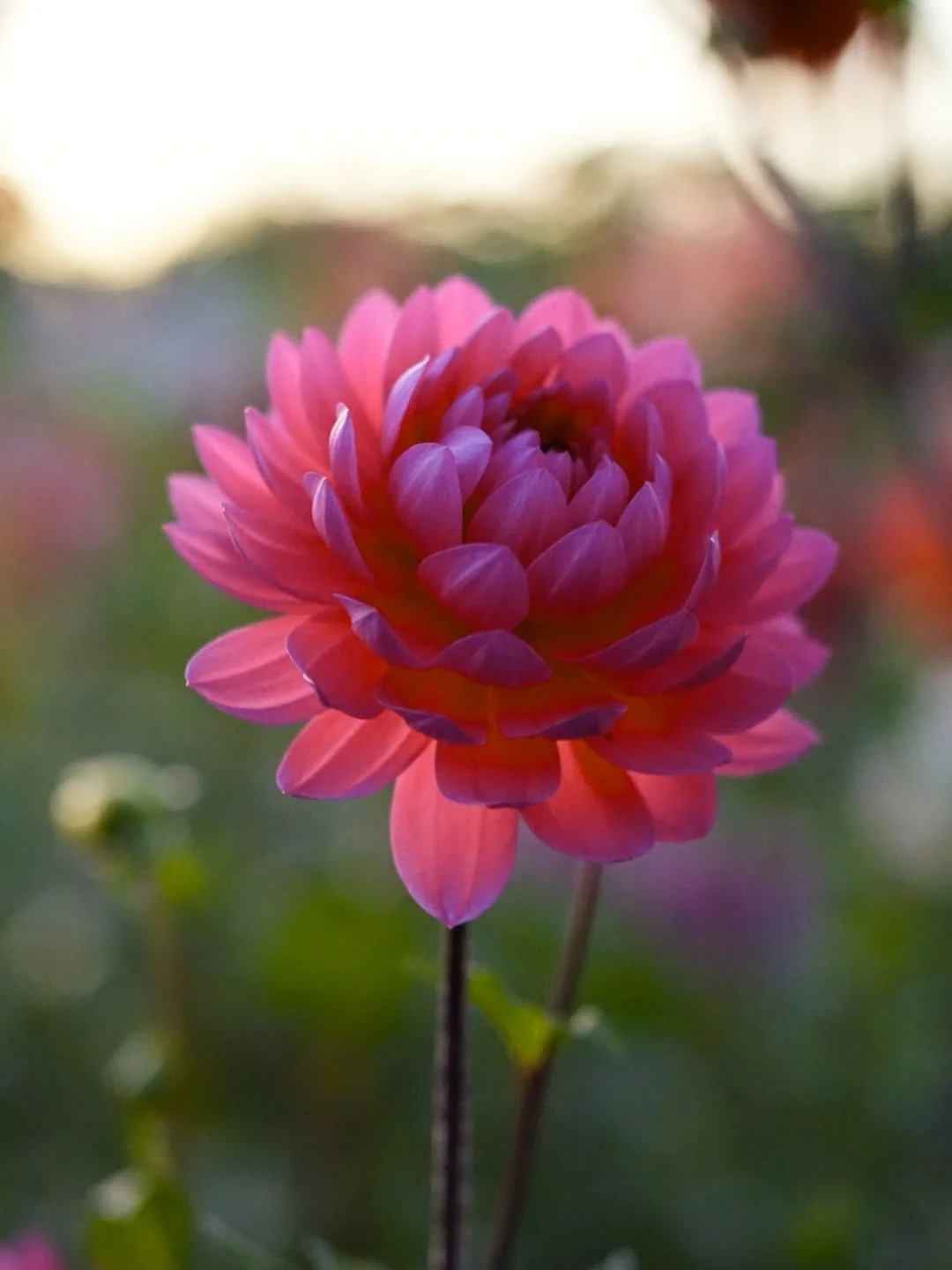 Welcoming in the New Year with saying no to good things, in order to say yes to the better things. I&rsquo;m saying yes to this second year seedling entering its third year. 

What are you saying no to? 
What are you saying yes to?