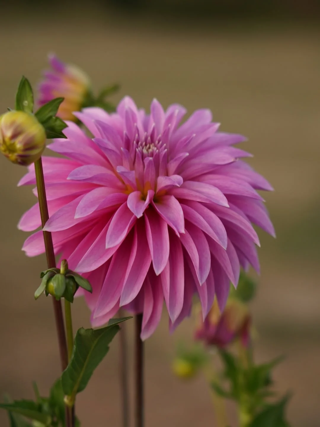 Today is for welcoming. Welcoming both fear and peace, both unknown and known. 

Welcoming this first year seedling in hopes it returns just as good for 2026. 

What will you be welcoming today?