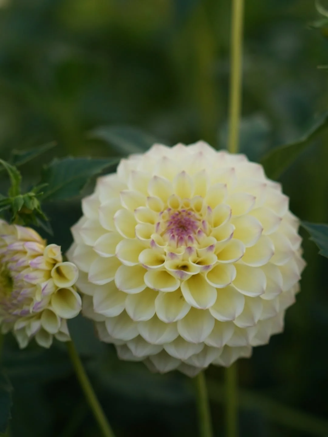 One of my favorite dahlias is Cream Diane. This sweet first year seedling bloomed and it reminded me of Cream Diane. So of course I kept it. 

What do you think of yellow dahlias?
