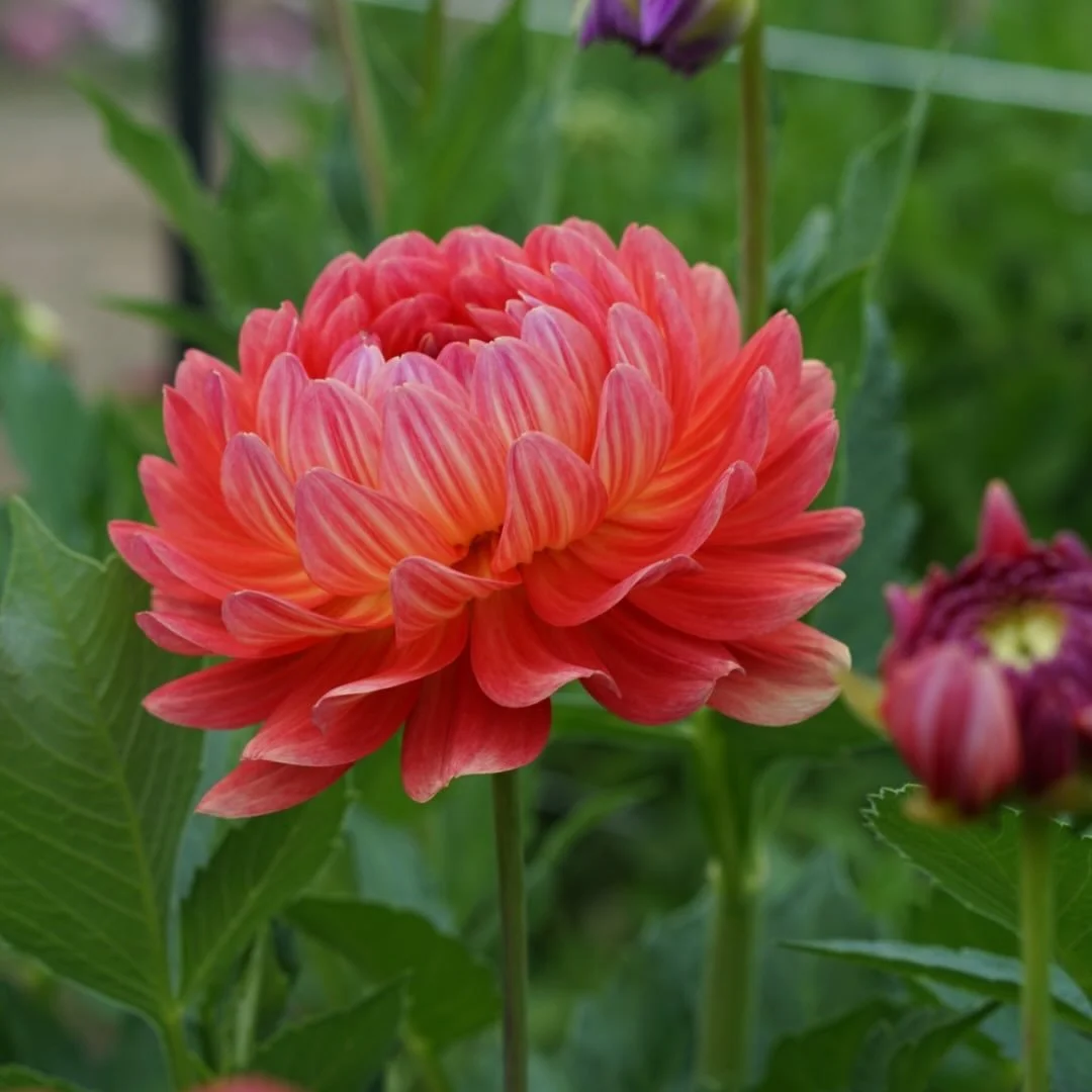 Are you in the beginning stages of dahlia hybridizing? I was listening to Steve &amp; Sandy Boley on @dig_on_dahlias podcast, where I was encouraged they confirmed what my &ldquo;gutbeat&rdquo; is telling me (yes gutbeat is a real thing&mdash;I make 