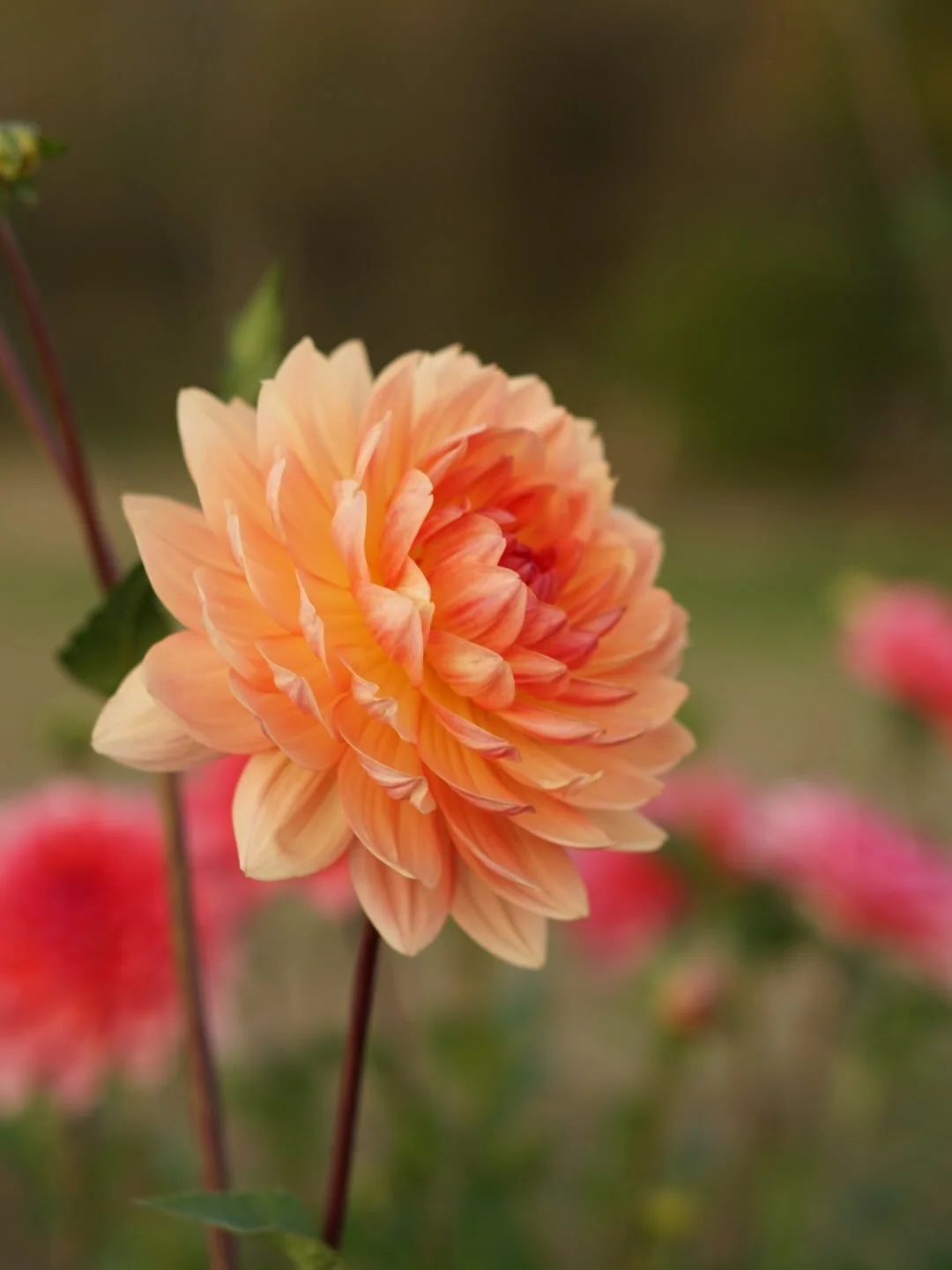 I&rsquo;ve been a little silent in my posting. I&rsquo;m currently still dividing tubers, making plans for cuttings, and planning out some other projects. 

This was a first year seedling that is catching my attention a bit more now in the winter mon