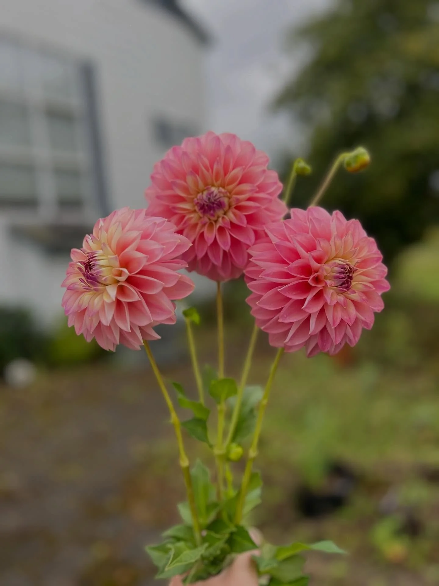 I&rsquo;m getting ready to share the news about getting this beauty into your gardens. Kamille&rsquo;s Shortcake. Be sure to sign up for my newsletter where I will share more.