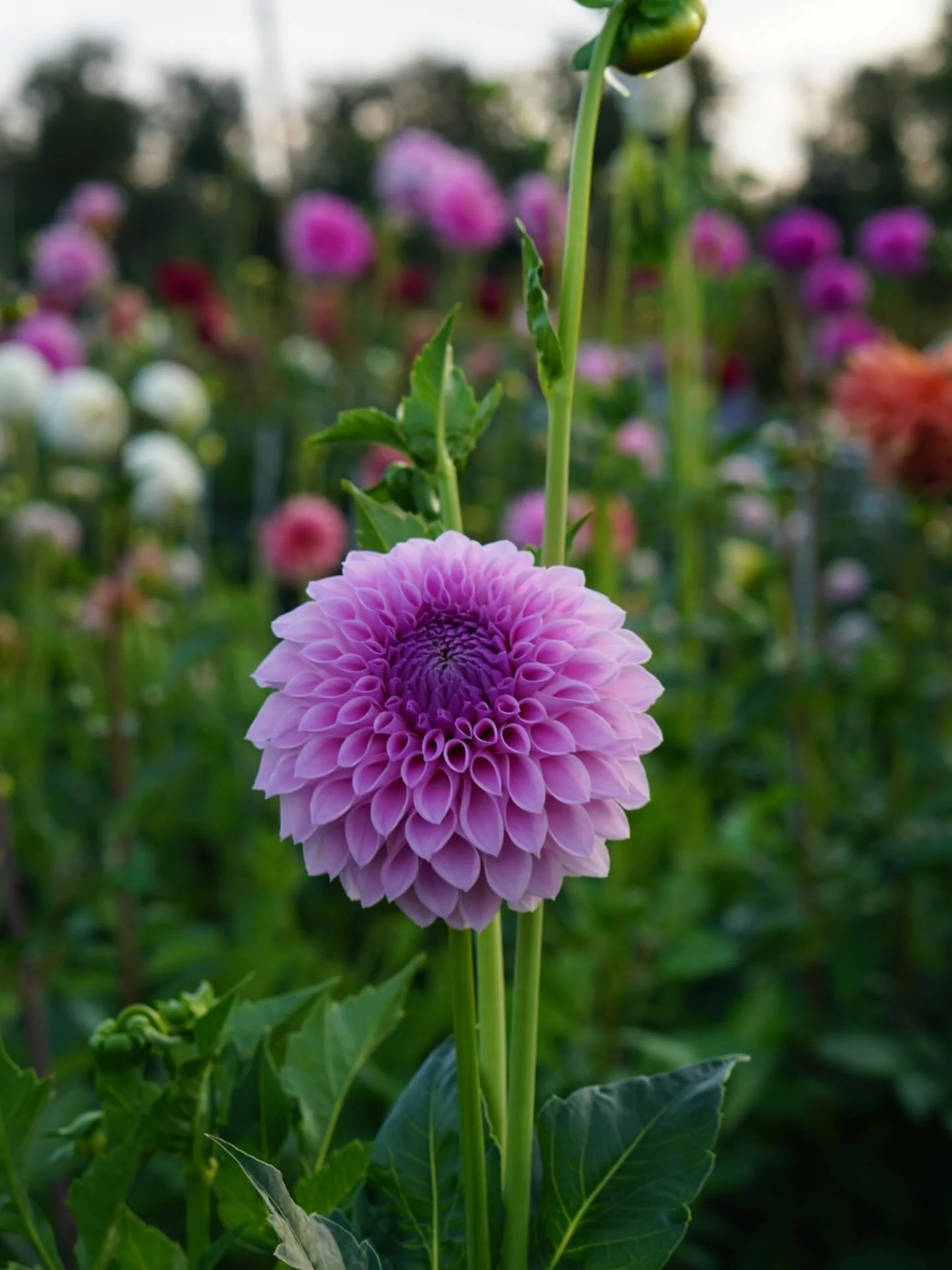 A promising seedling. The more I grow seedlings the more I am enraptured by lavender-colored dahlias. 

W
Are you a fan of lavender dahlias?