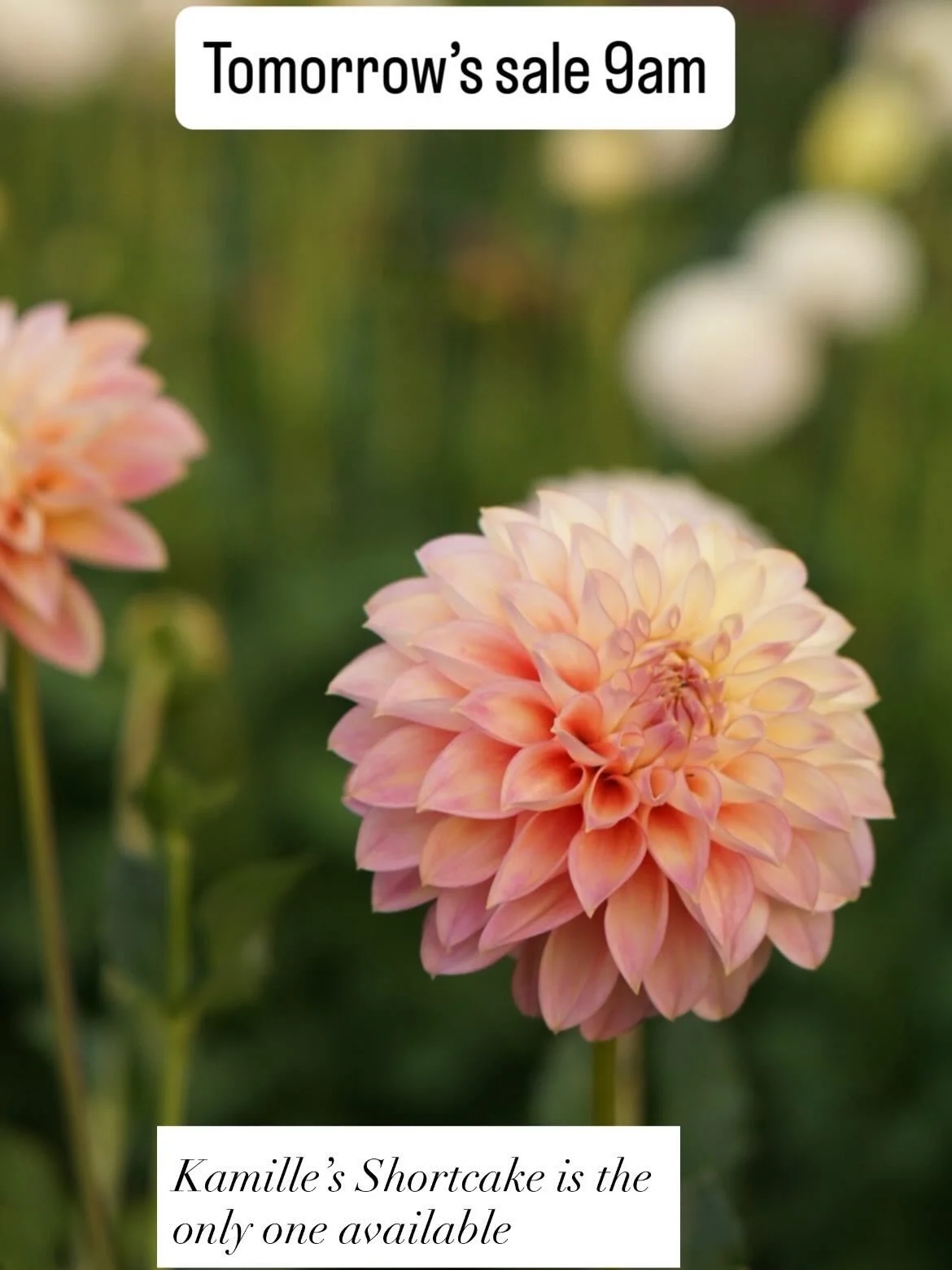 Eeek!!! I feel so honored to share this beauty with you tomorrow. It will be pretty easy as Kamille&rsquo;s Shortcake is only variety I am offering for this first sale. 

I will hold some back for the second sale TBD (sign up for my newsletter to fin