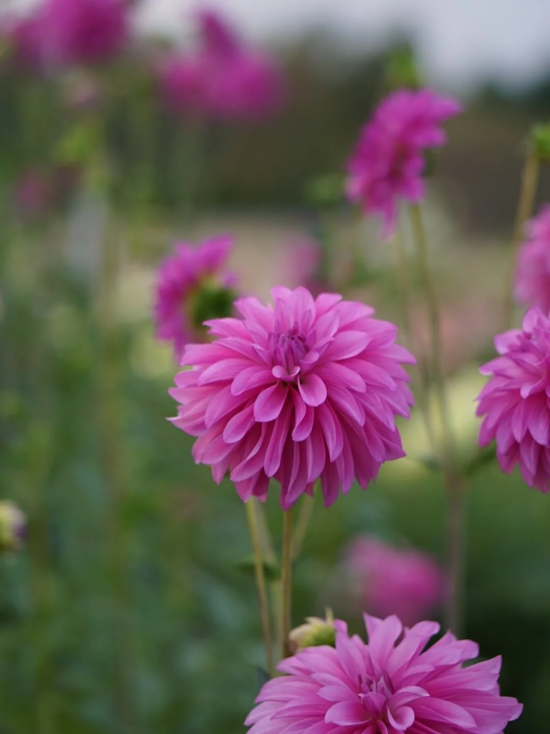 Seems lavender dahlias are a thing. This is another seedling which is in the purple family. I took multiple pictures of it throughout the season. 

What would you name it?