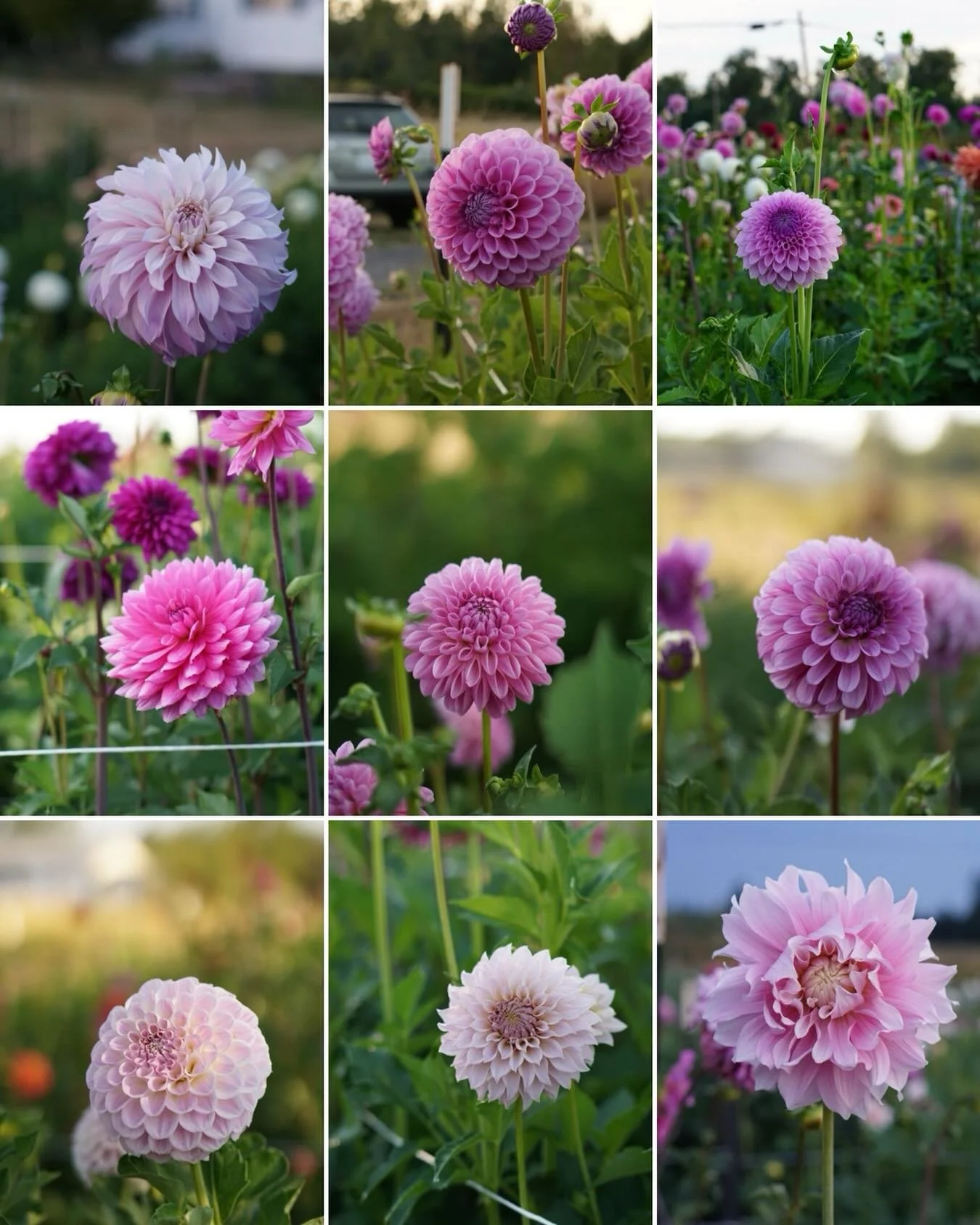 Beauty to continue to cultivate. These are all seedlings currently overwintering and ready for years three and four. 

I&rsquo;ve been doing a lot of reflecting this winter season, and if I&rsquo;m honest, dealing with various transitions, anxiety, a