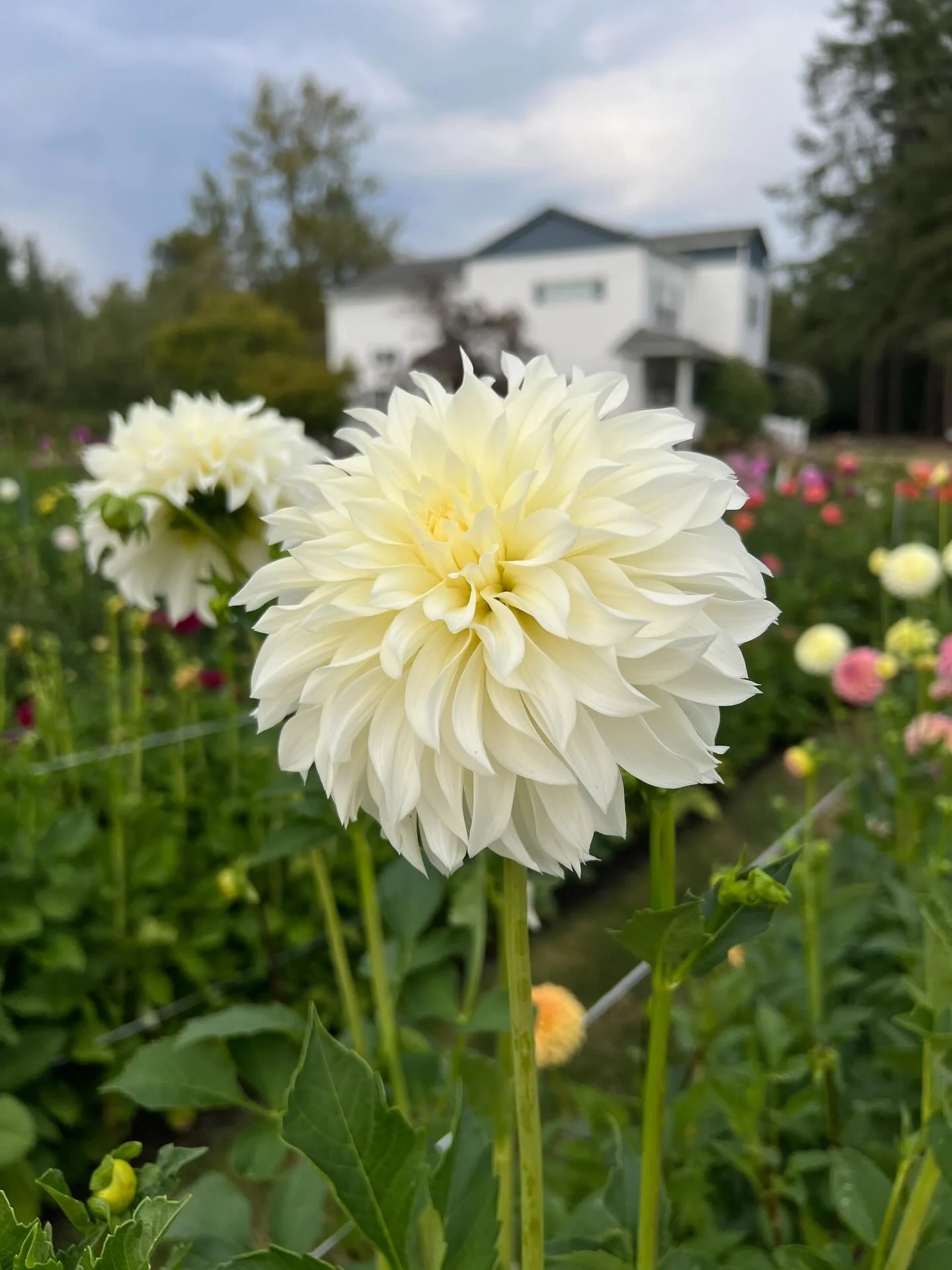 Loading up the rest of the varieties I plan to offer for my sale. Be sure to sign up for my newsletter. 

These lovelies are two seedlings going into their third year. I am excited to see how they do.
