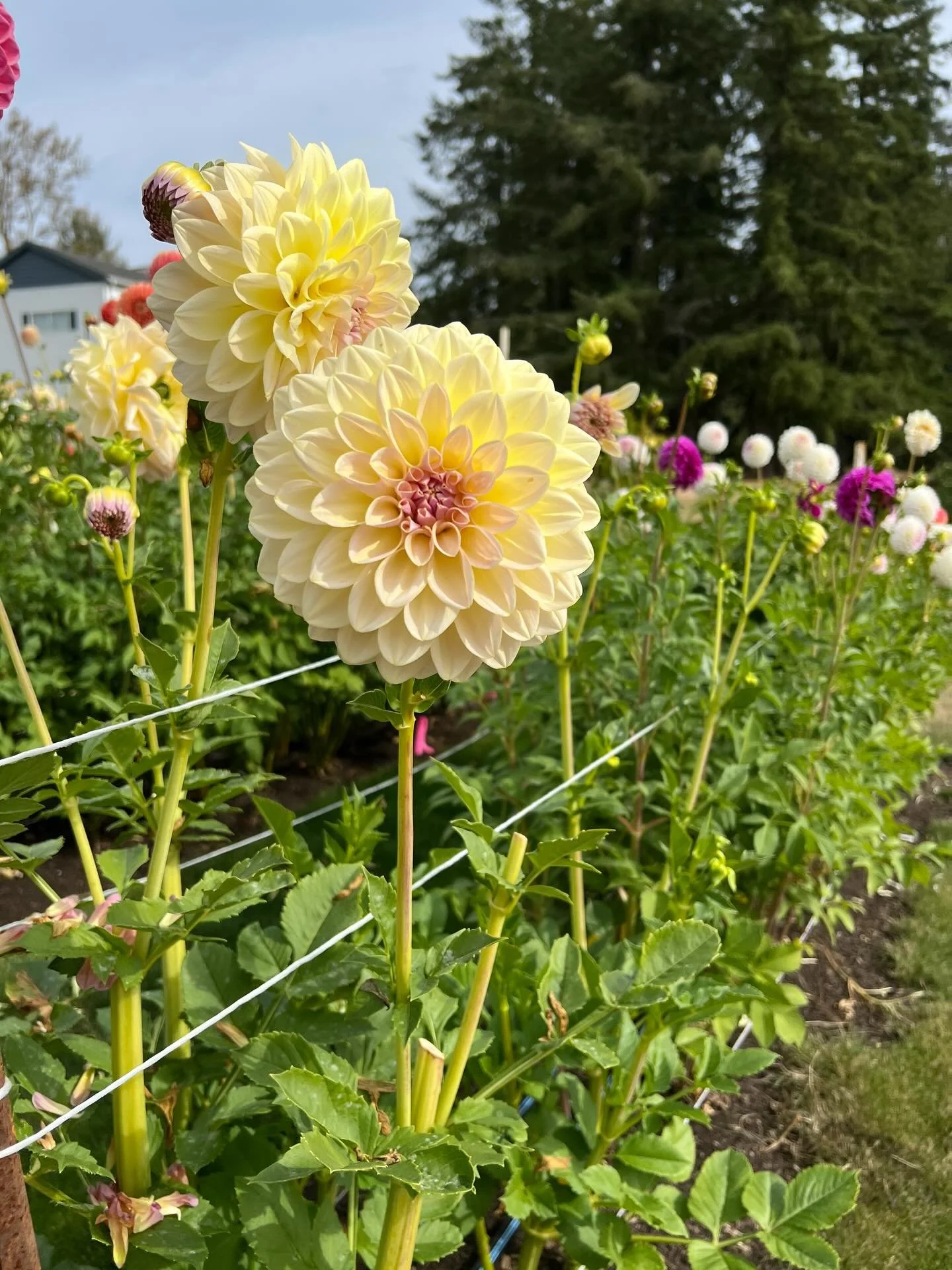 Alloway Cottage is one gorgeous dahlia. I have been growing this one for the past four years and it will continue to be grown in my garden for years to come. It is aptly named &ldquo;cottage,&rdquo; as I imagine it is a dahlia you would find sown amo