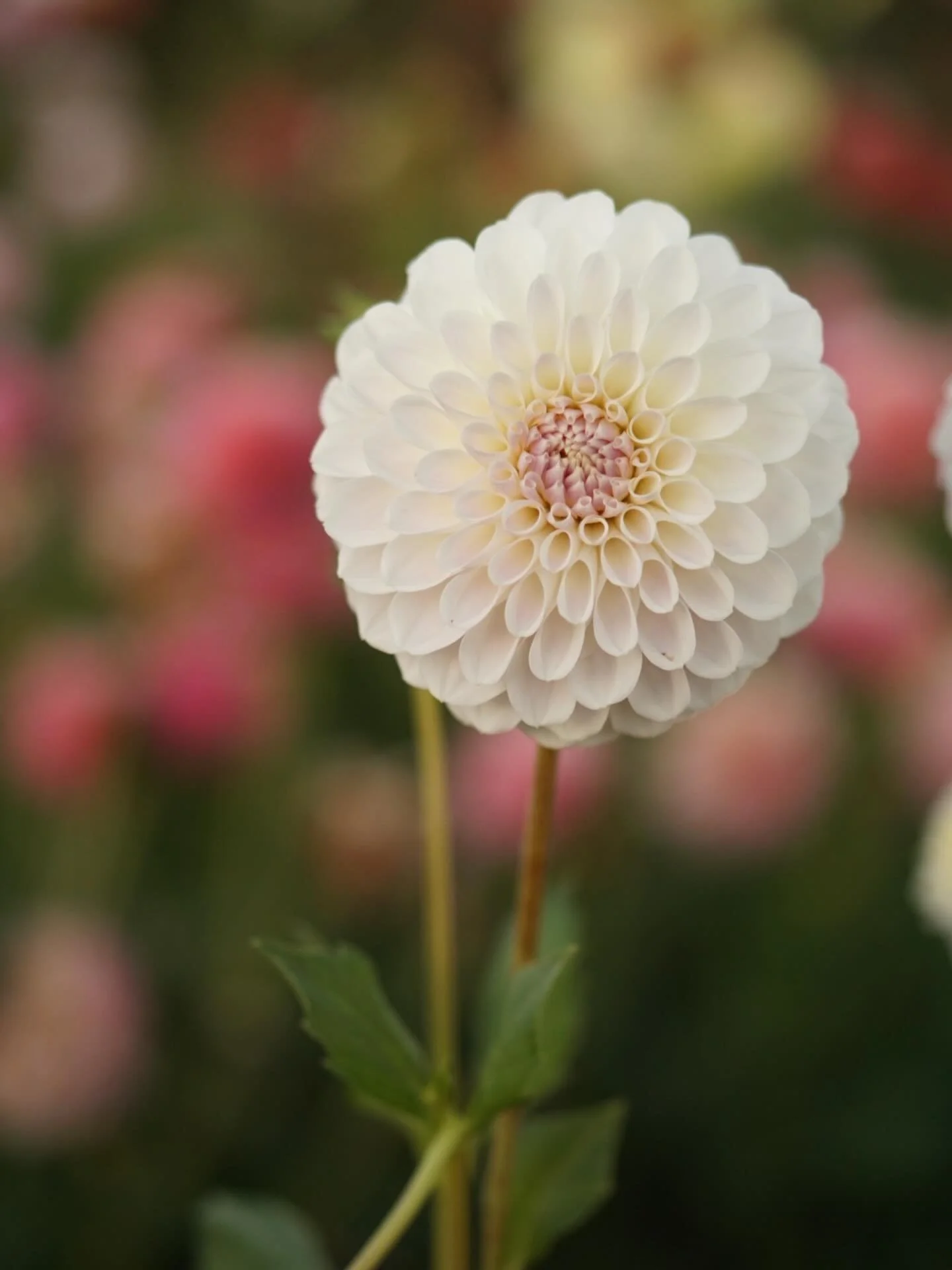 What do you think of this dahlia? It has grown in my garden for five years now and this next season will be the dealbreaker season.

It has petaloids &amp; feels rather dreamy to me on this photo. I look forward to seeing what becomes of this one.
