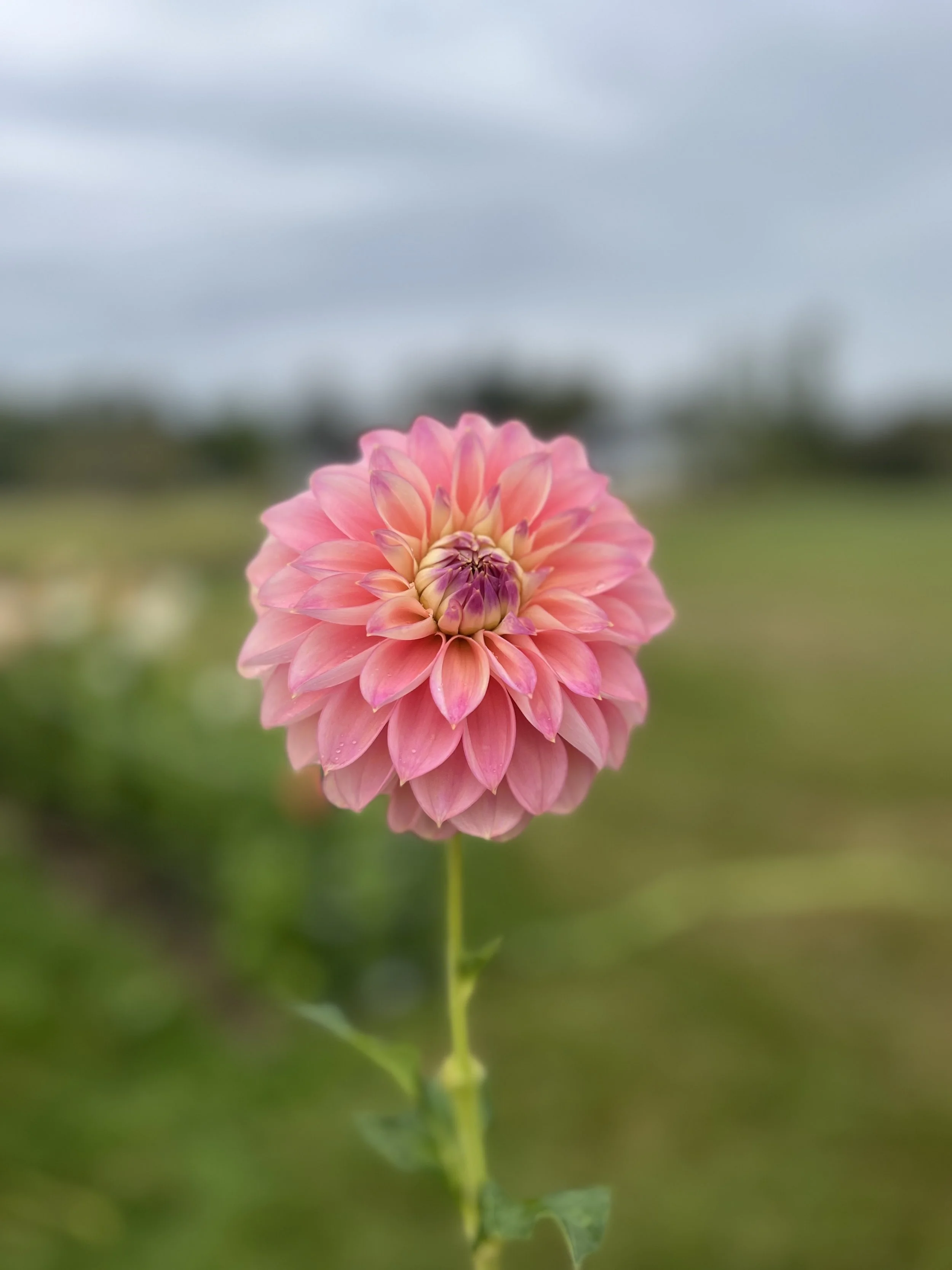 Kamille's Shortcake BB-FD-PK (2026 Introduction) (Limit 1)