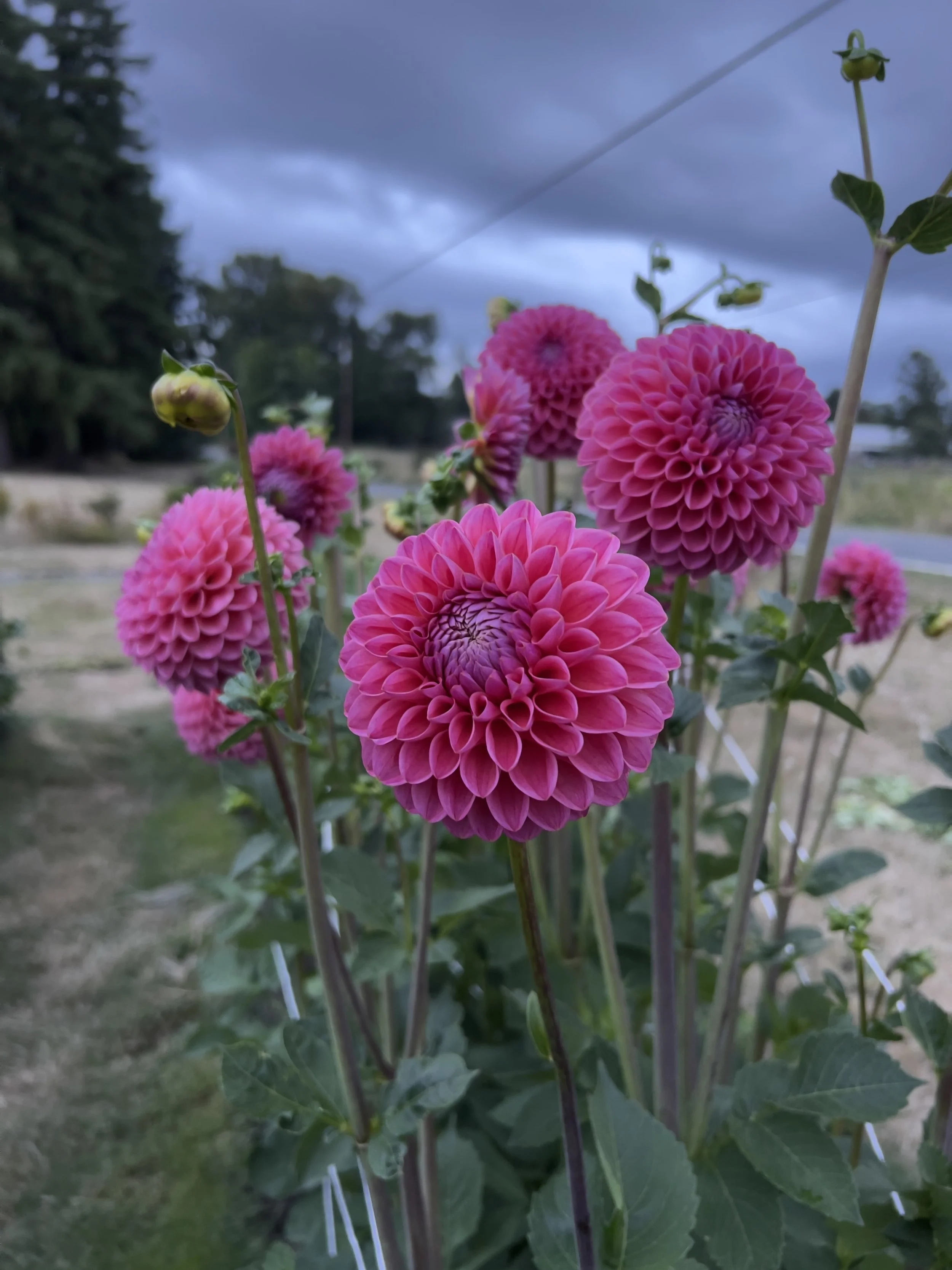 Dikara Superb (M-FD-DP)