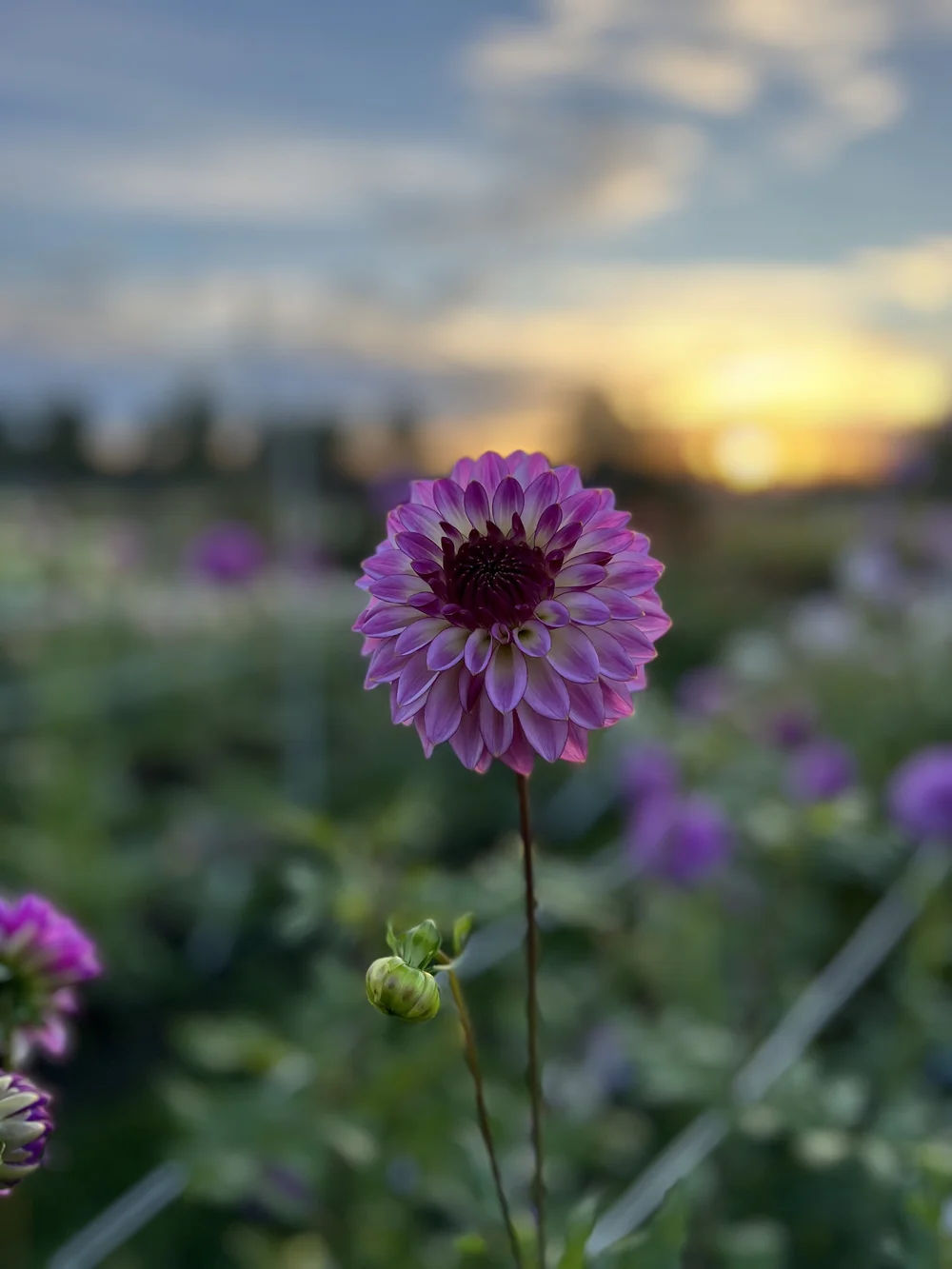 その他 soor ploom Dahlia smock Lichen soor ploom DAHLIA SMOCK LICHEN