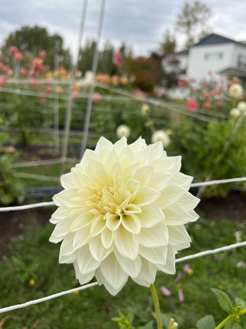 Askwith Josephine — Kamille's Flowers