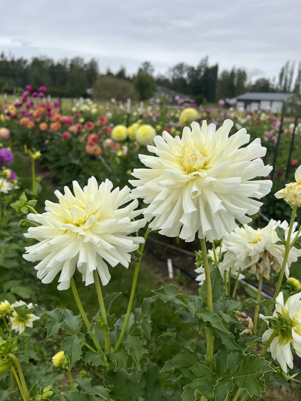 Verkist Icicle (BB-C-W) — Kamille's Flowers