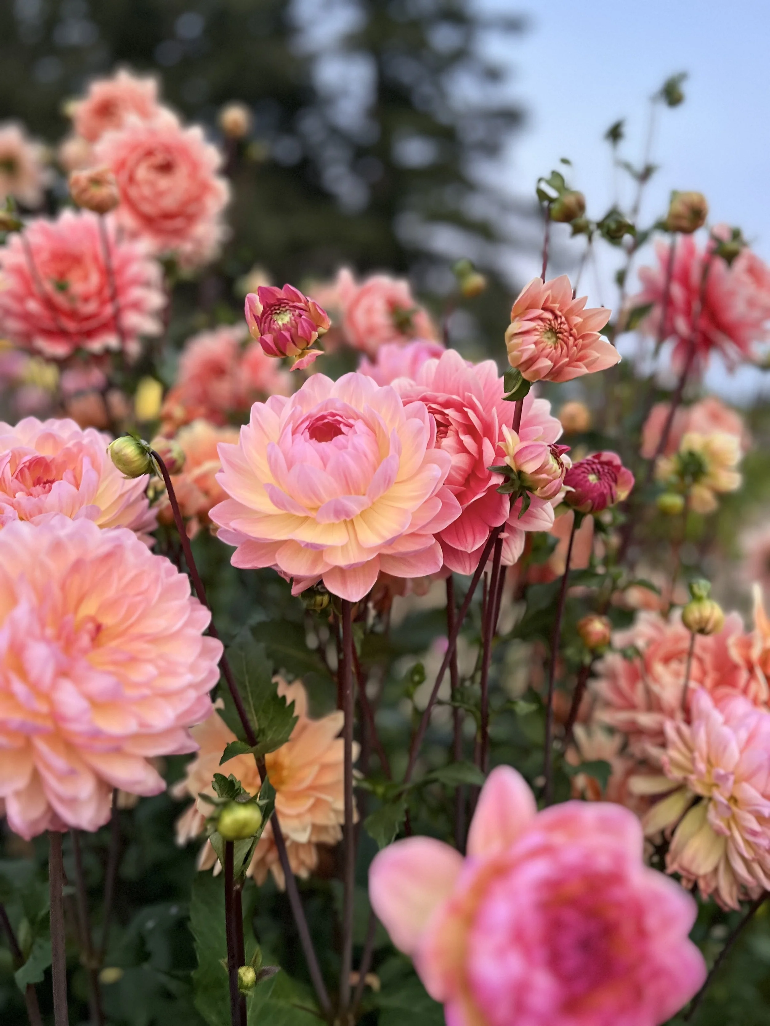 IMG_3873.jpeg