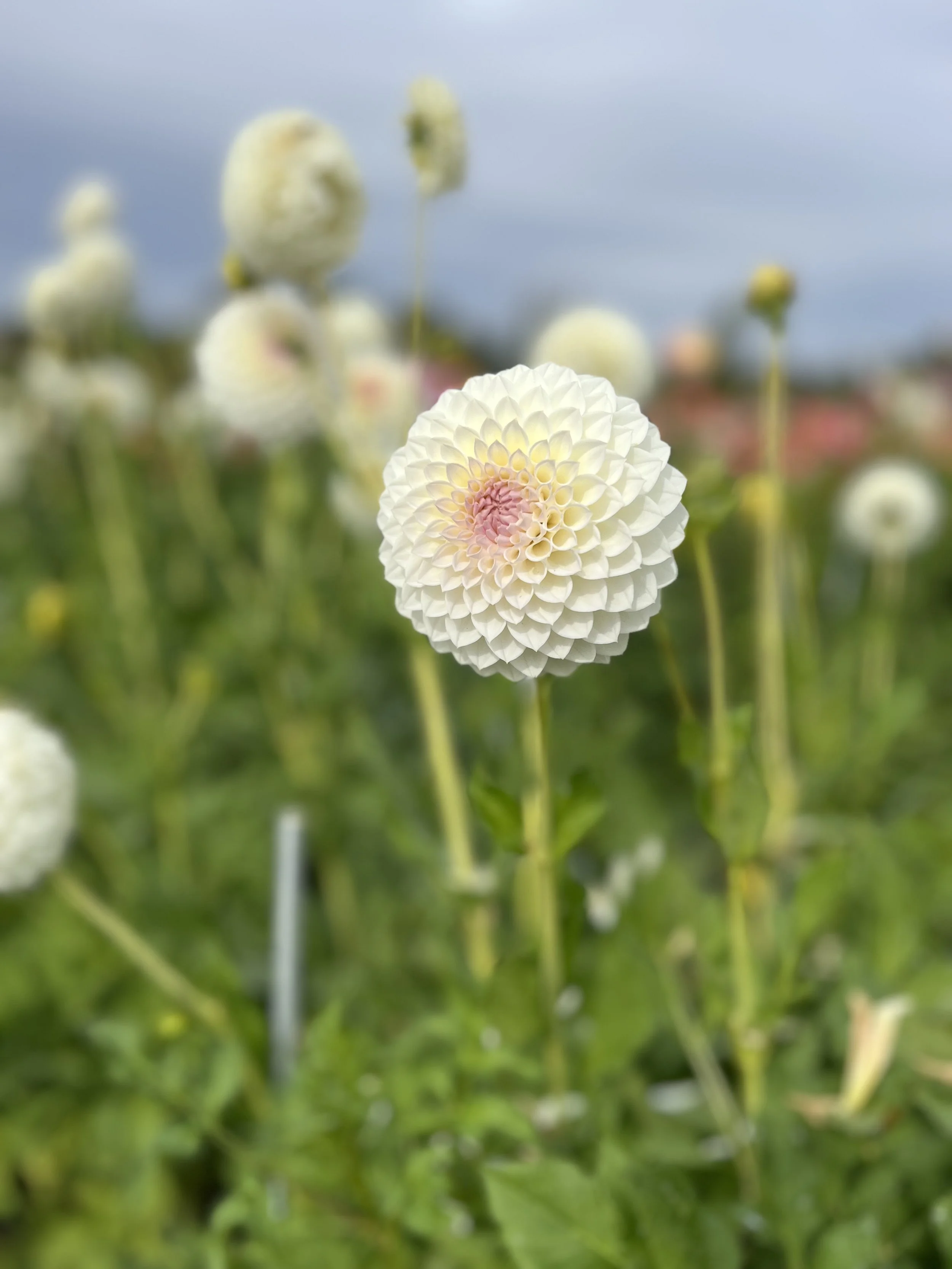 Tracy Diane (BB-FD-W)