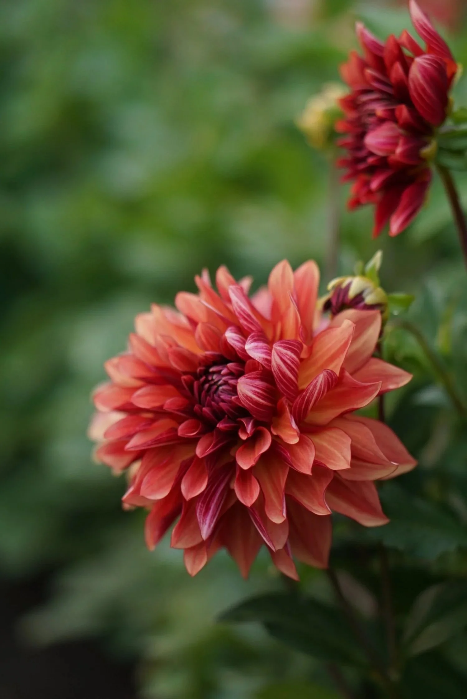 Miss Brandy (BB-ID-BR)