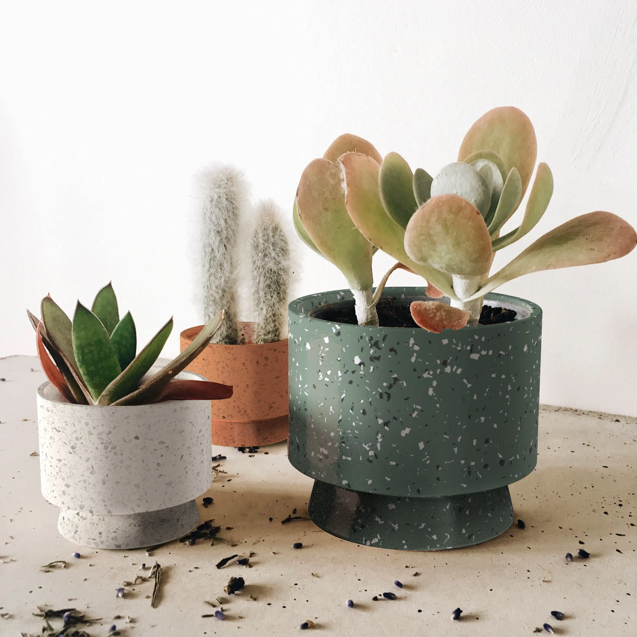 in Pot 2.jpg