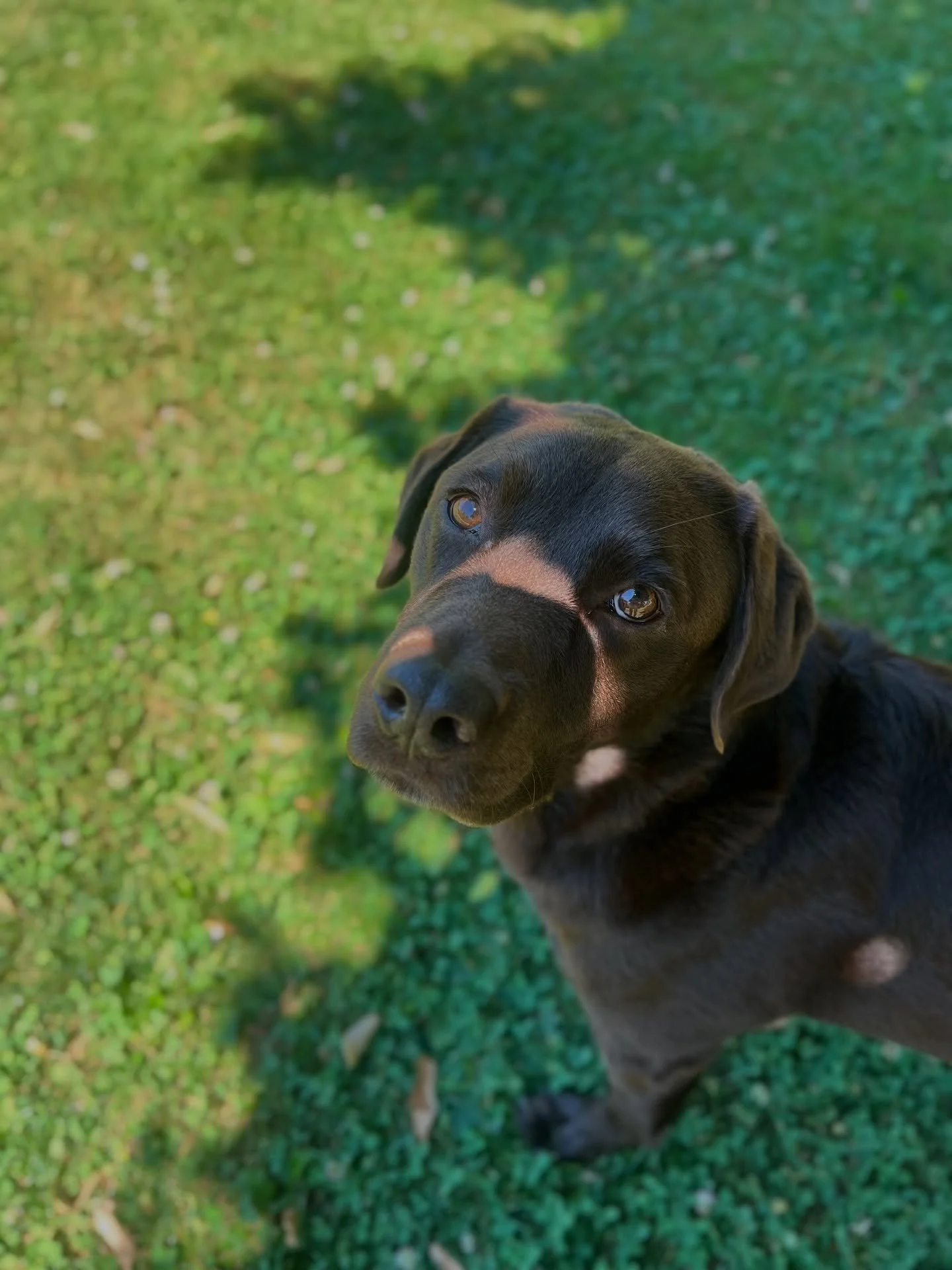 🎈Happy birthday to our sweet boy S&uuml;ss! 6 years old today 🐾 Our adventure, swim, workout, foodie and cuddle buddy🐻

#happybirthday #chocolatelab #dogbirthday #poohbear #dogsofinstagram