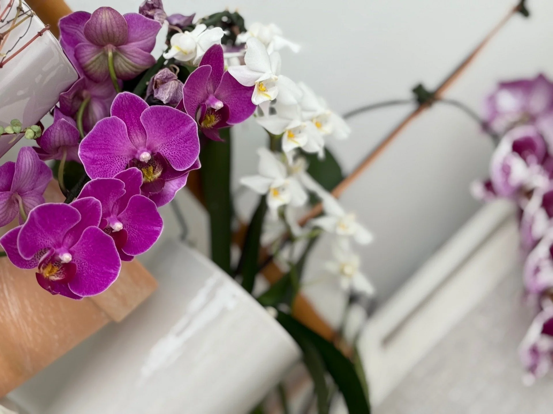 Our clinic orchids are thriving because they receive the right mixture of temperature, moisture, light, (and probably Qi). Also because they are loved. It is not any gardening or plant expertise, but the practice of listening that guides their care.