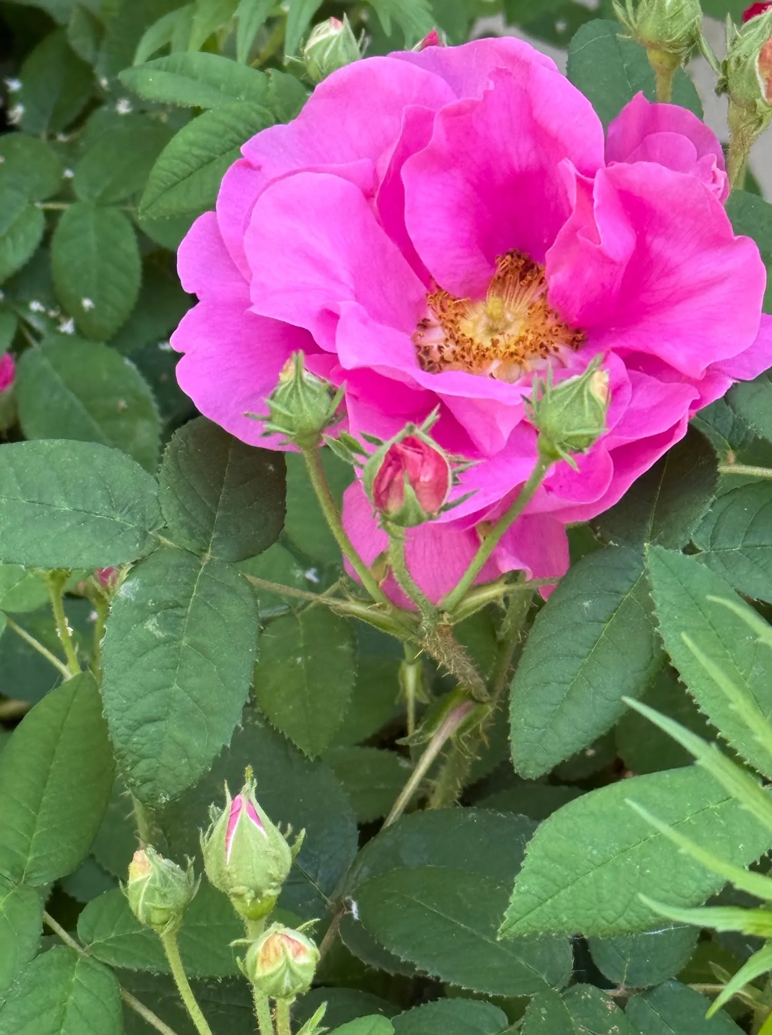 Acupuncture in the Summer is different than any other season ❤️ 

Belonging to the Fire Element, these precious weeks leading up to the Summer Solstice are a portal to the the emotion of JOY. Not just the experience of pleasure, but the deep inner st