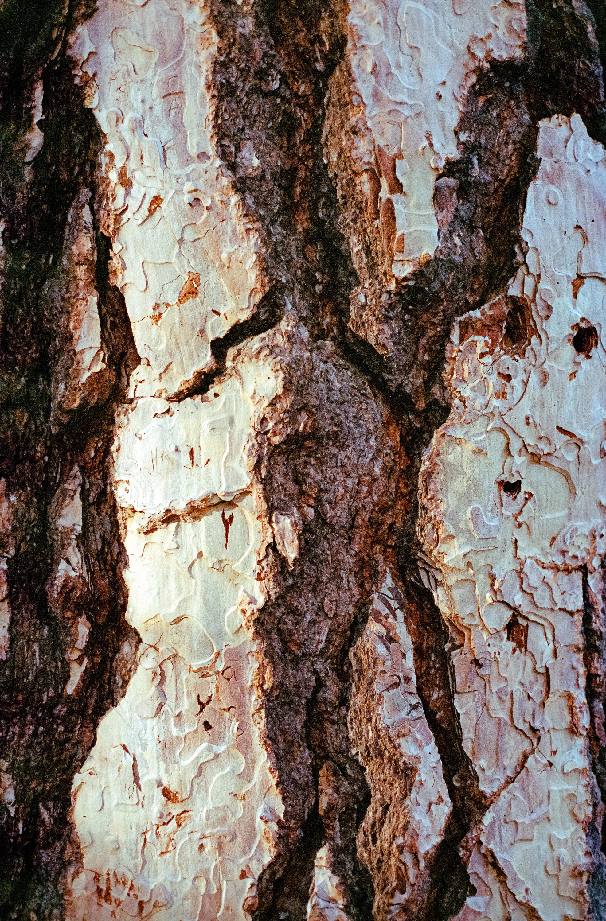 Sequoia.jpg