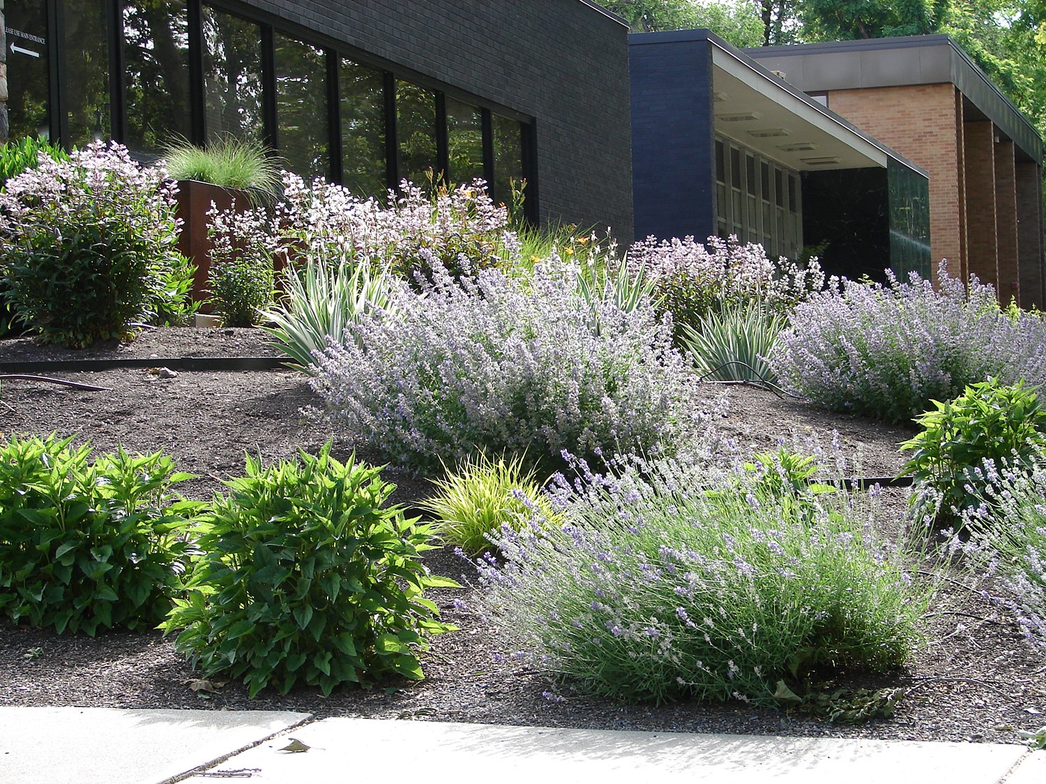 Xeriscaping vs. Zeroscaping: What's the Difference?