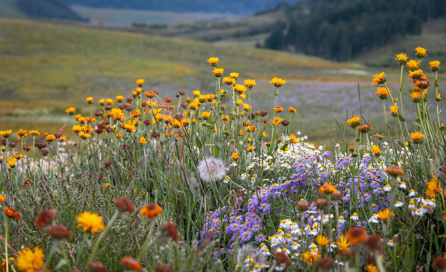 The Ultimate Guide to Boulder Hikes: From Easy Strolls to Epic Summits