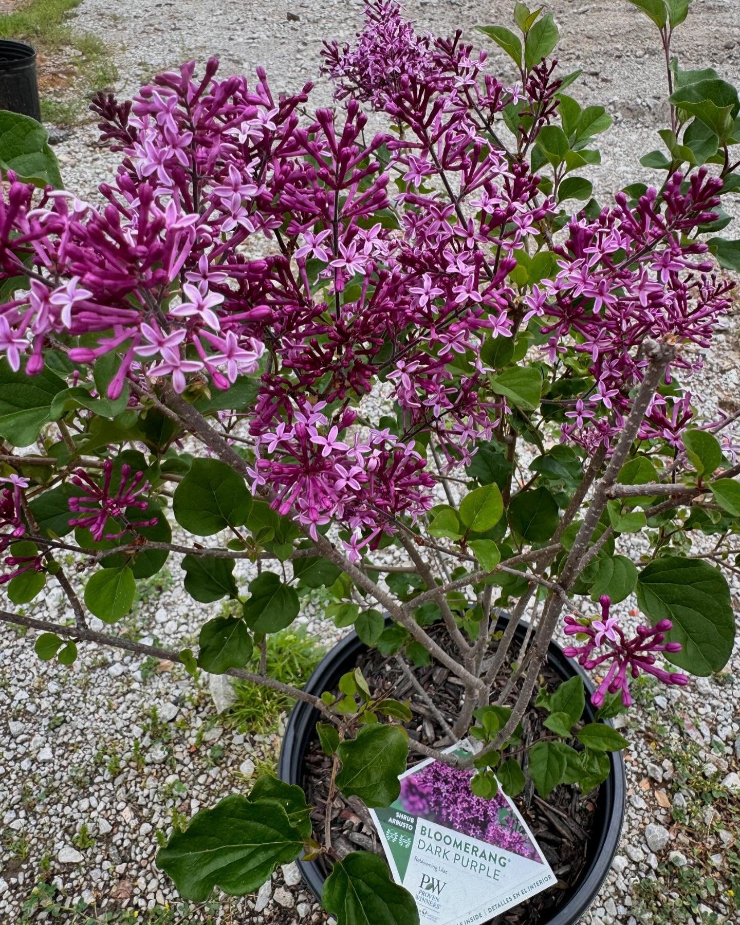 Late last year, we found this rather sad end-of-season lilac at a great price on clearance at a big box store. We kept it indoors through the winter, cared for it and now it&rsquo;s happy blooming! We&rsquo;ll need to pick a suitable spot in the gard