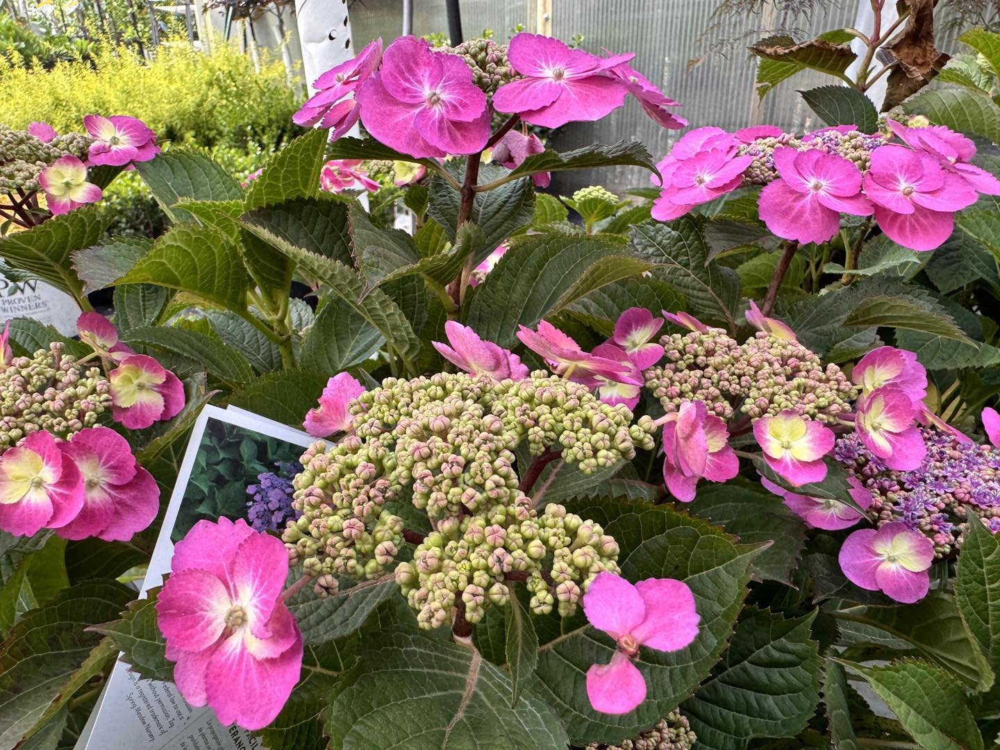 I found this stunning hydrangea for the pollinator garden at Ogle's Greenhouse the other day. It&rsquo;s from Proven Winners ColorChoice Flowering Shrubs called TUFF STUFF&trade; Reblooming Mountain Hydrangea that can handle full sun and stays relati