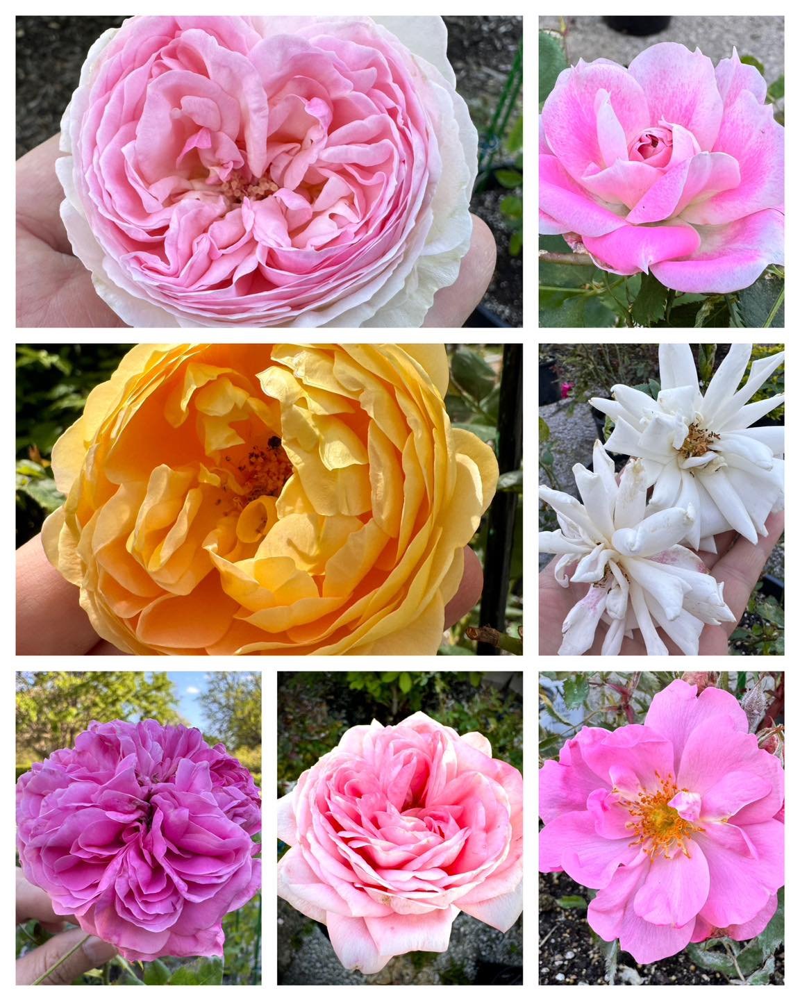 Here are just a handful (pun intended) of the fragrant heirloom roses that were overwintered in pots in the veranda last year that will soon be planted in the future formal tea rose garden.

#rose #roses