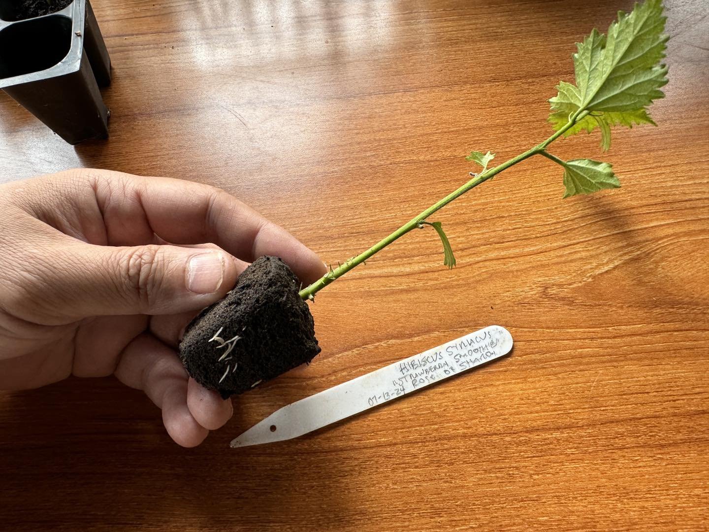 This pink Rose of Sharon cutting I did just over two weeks ago has already formed roots!