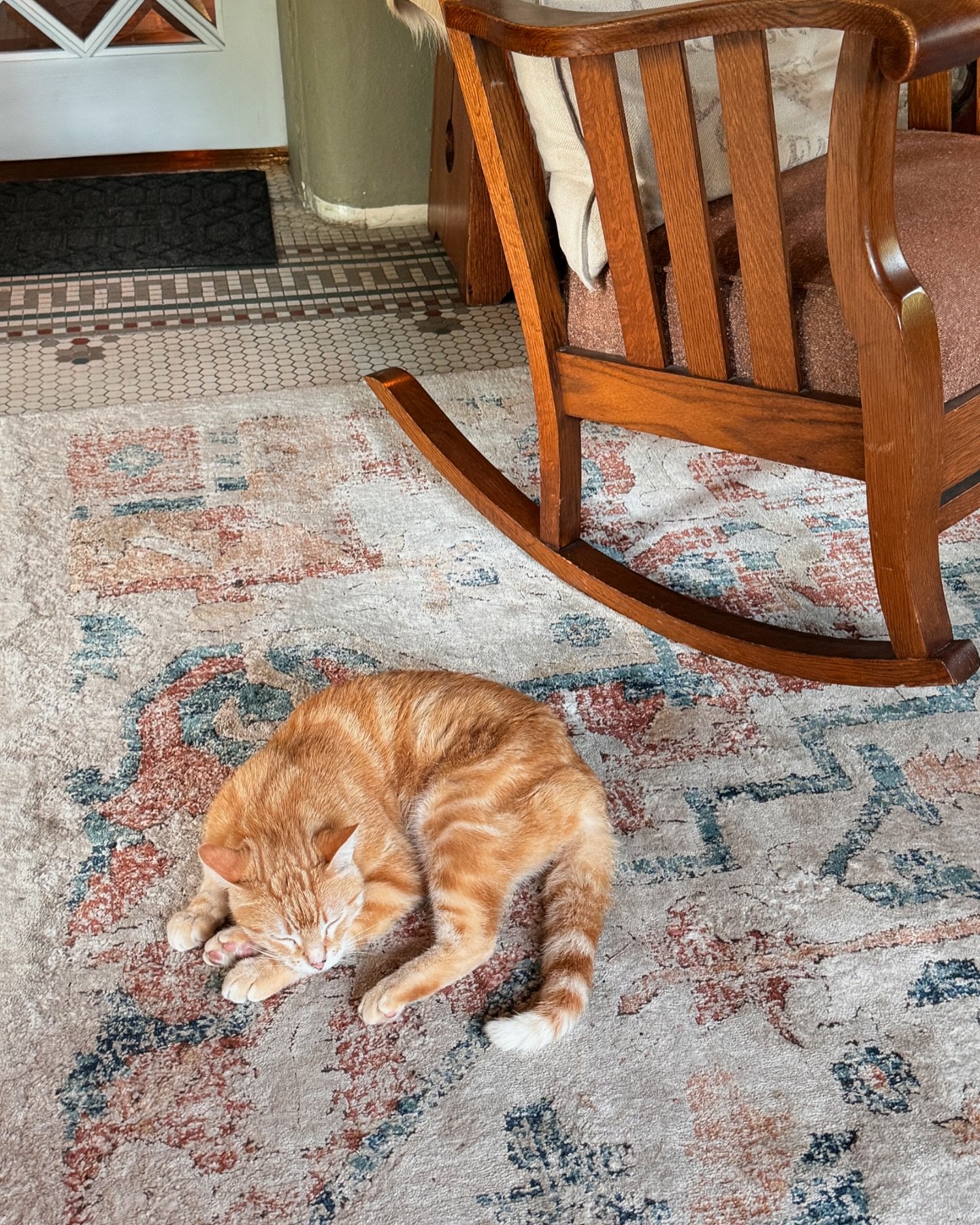 Cat napping in the sun parlor