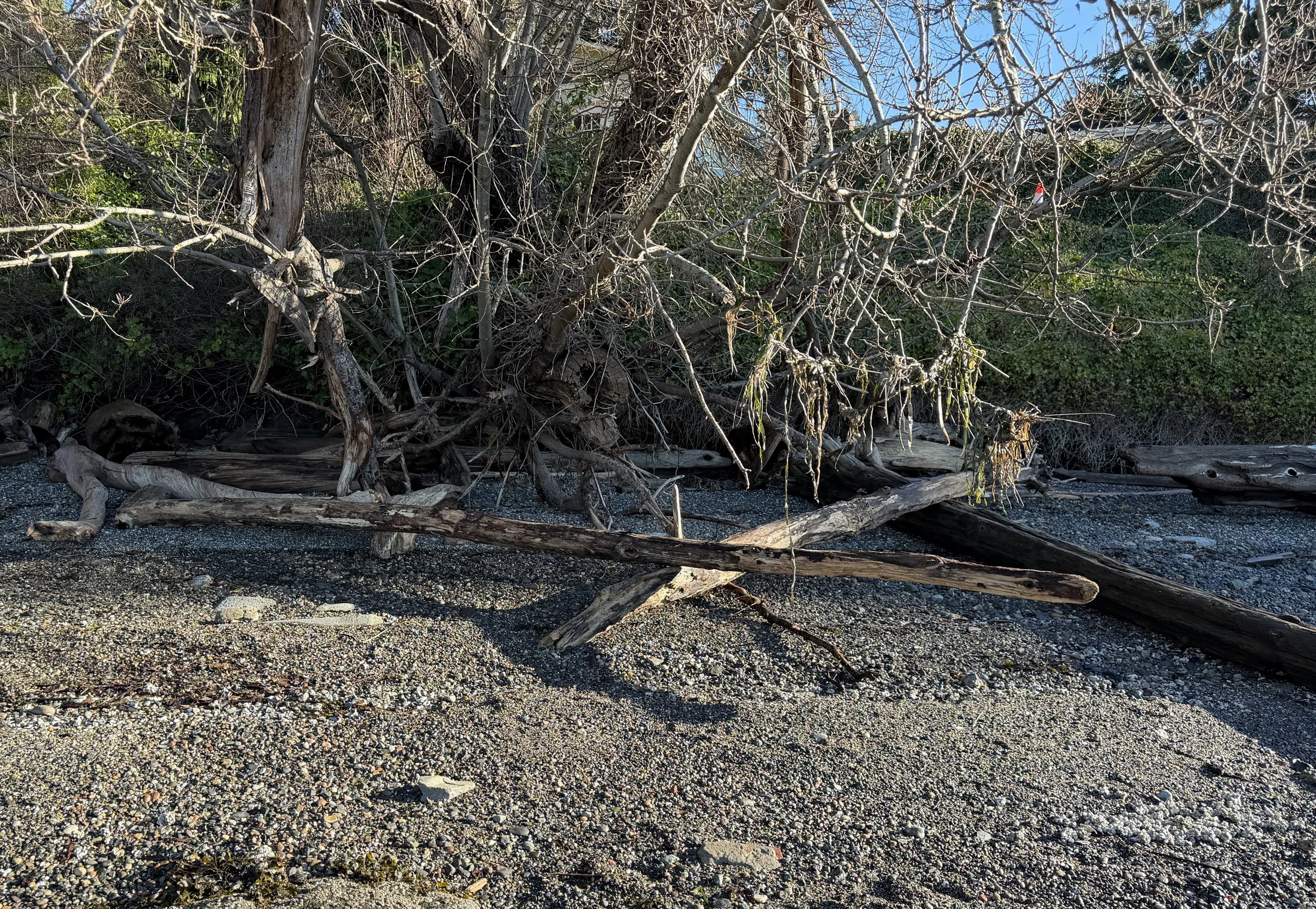 Ground view of north end of beach - January 2026